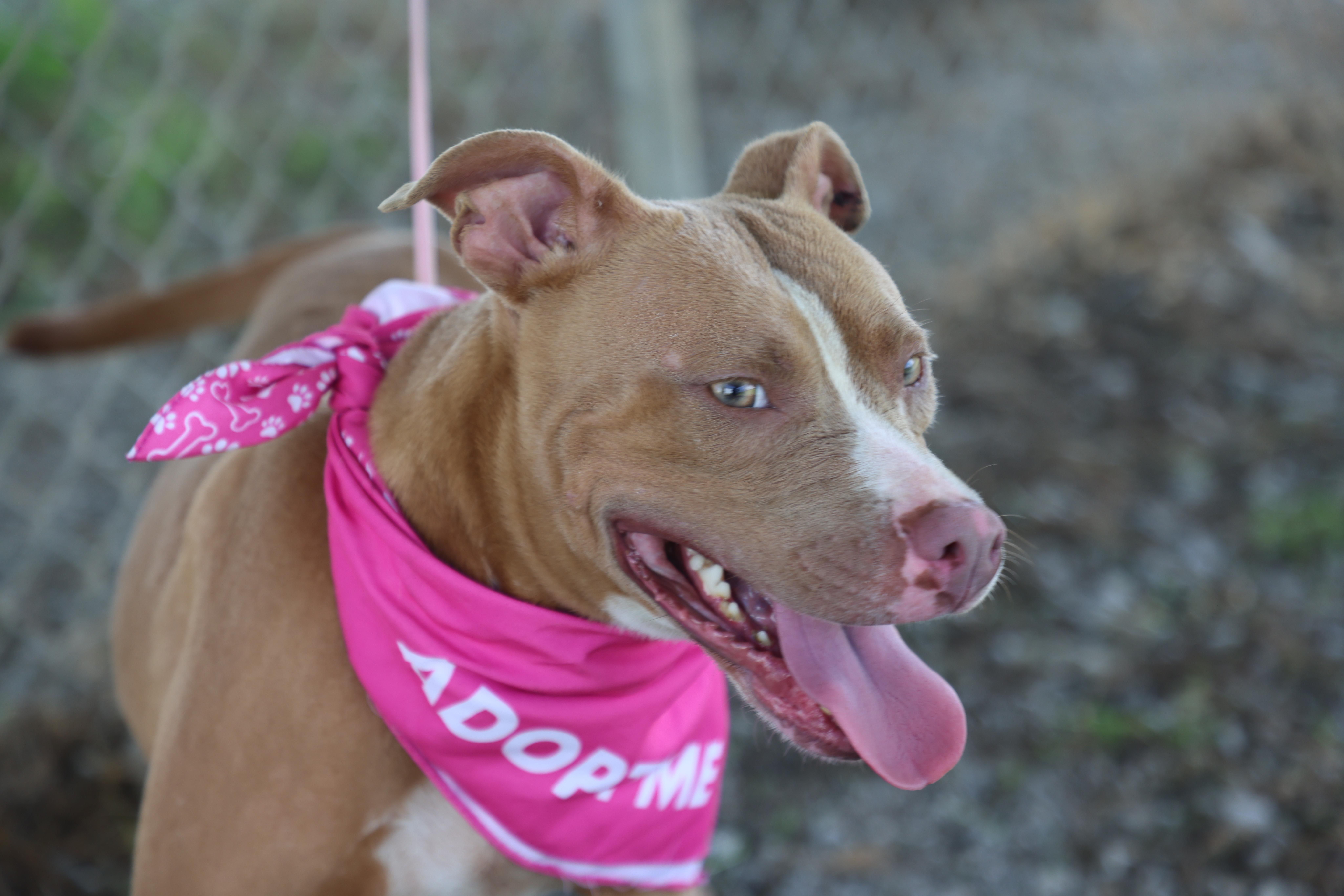 Bitsy, a Adoptable mixed breed in Lewisburg, TN image 3/4