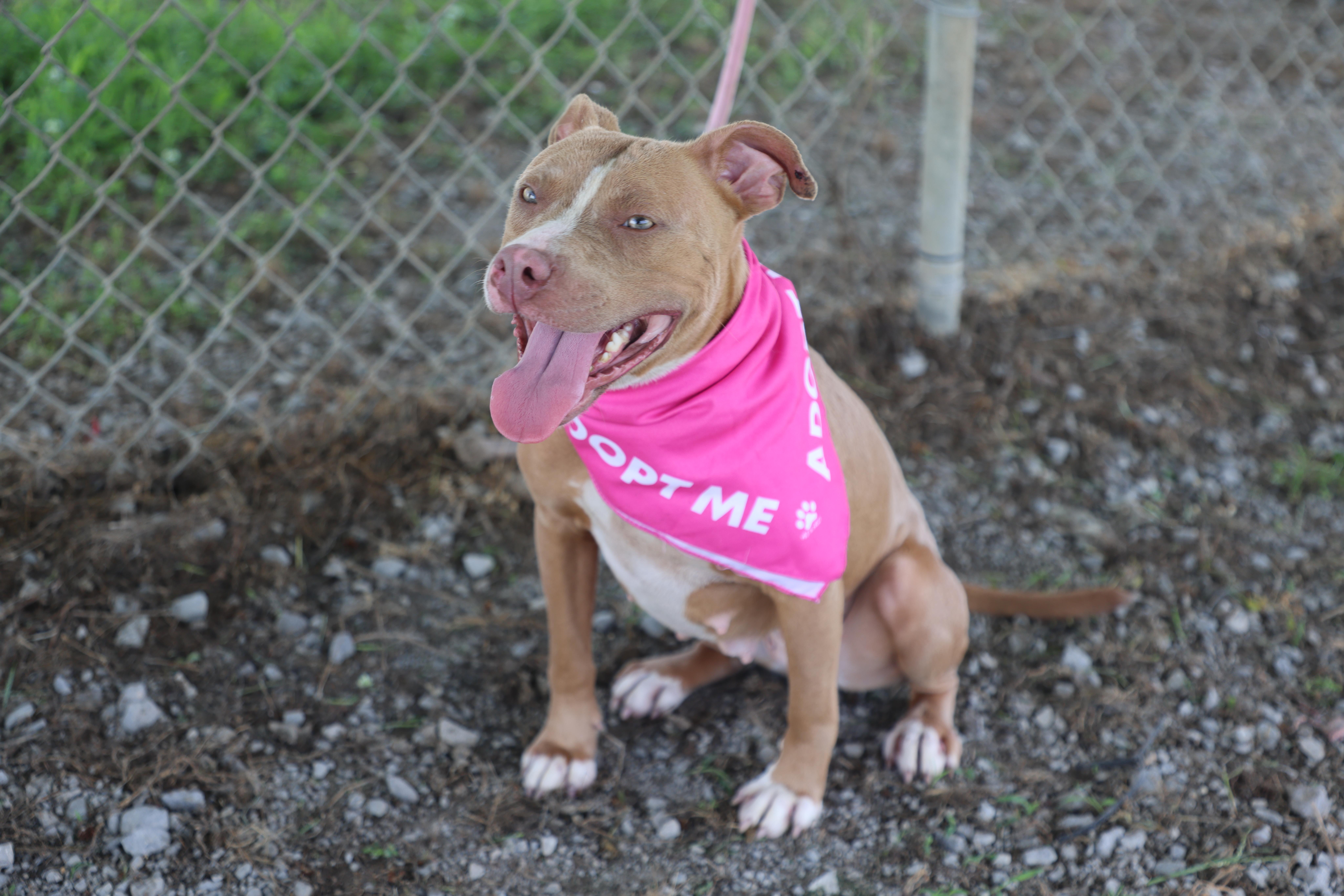 Bitsy, a Adoptable mixed breed in Lewisburg, TN image 4/4