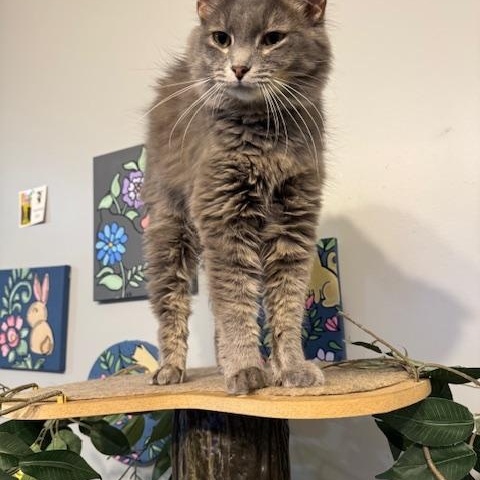 Enlarge Dory, a Adopted Domestic Long Hair in Paducah, KY image 1/3