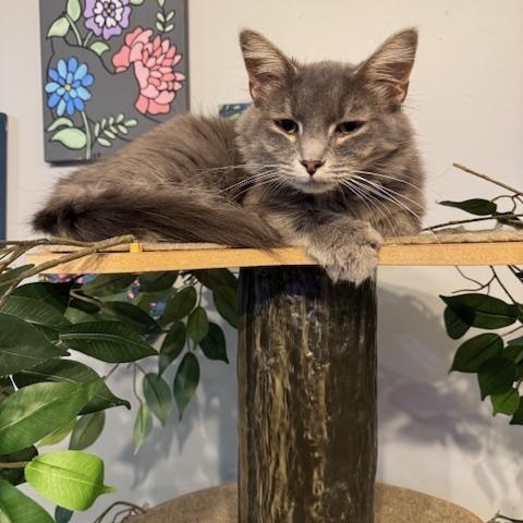 Enlarge Dory, a Adopted Domestic Long Hair in Paducah, KY image 2/3