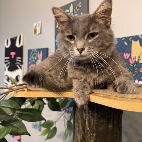 Enlarge Dory, a Adopted Domestic Long Hair in Paducah, KY image 3/3