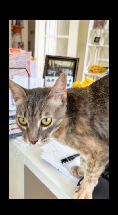 Enlarge Vanilla, a Adoptable Torbie in San Diego, CA image 3/6