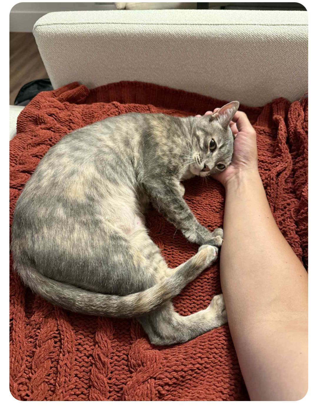 Vanilla, Adoptable, Adult Female Torbie.