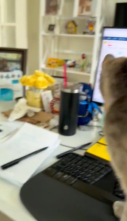 Enlarge Vanilla, a Adoptable Torbie in San Diego, CA video 6/6