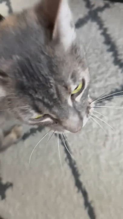 Enlarge Vanilla, a Adoptable Torbie in San Diego, CA video 2/6