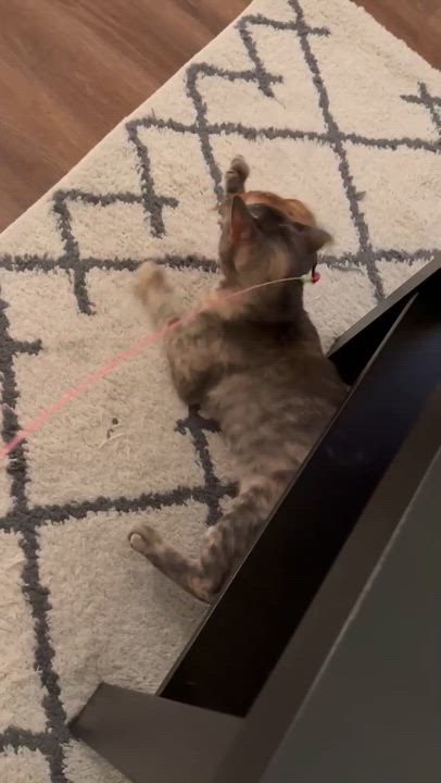 Enlarge Vanilla, a Adoptable Torbie in San Diego, CA video 4/6