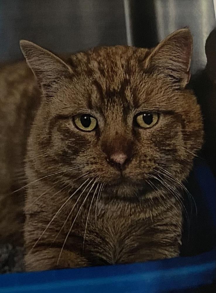 Sunkist, Adoptable, Adult Male Domestic Short Hair.