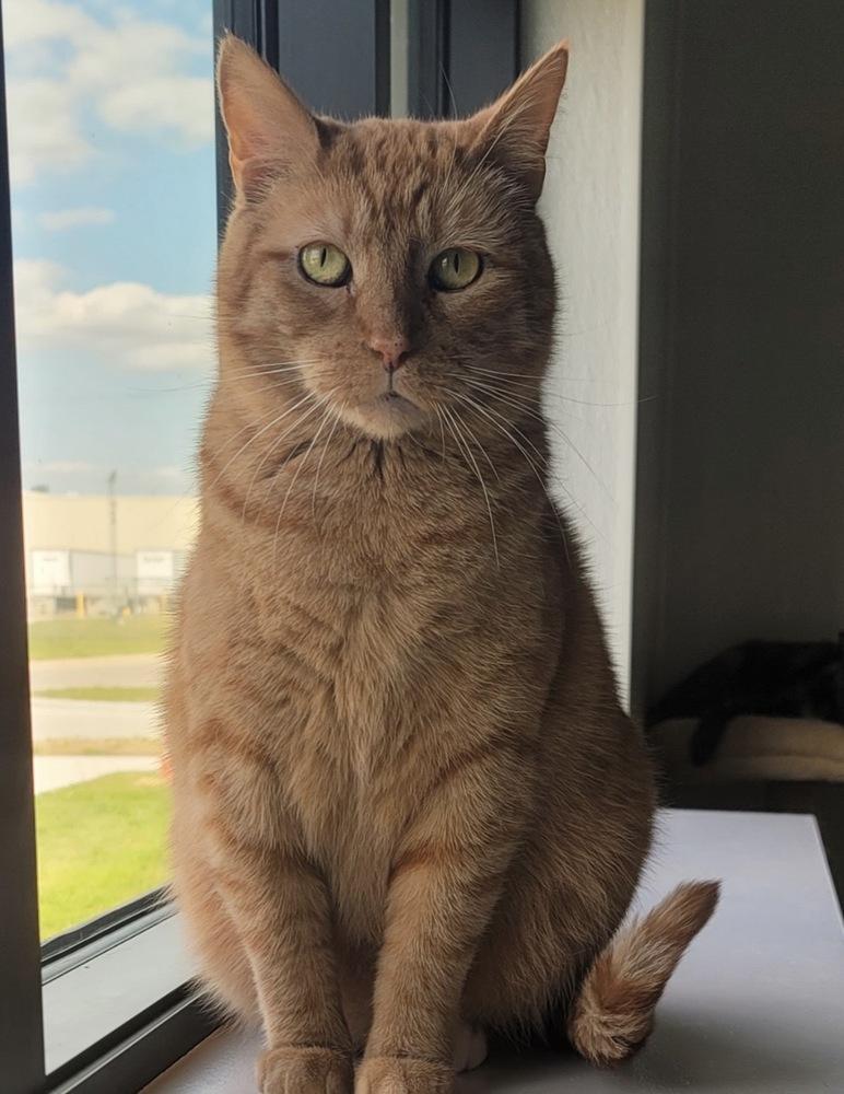 Sunkist, a Adoptable Domestic Short Hair in Fort Madison, IA image 2/2