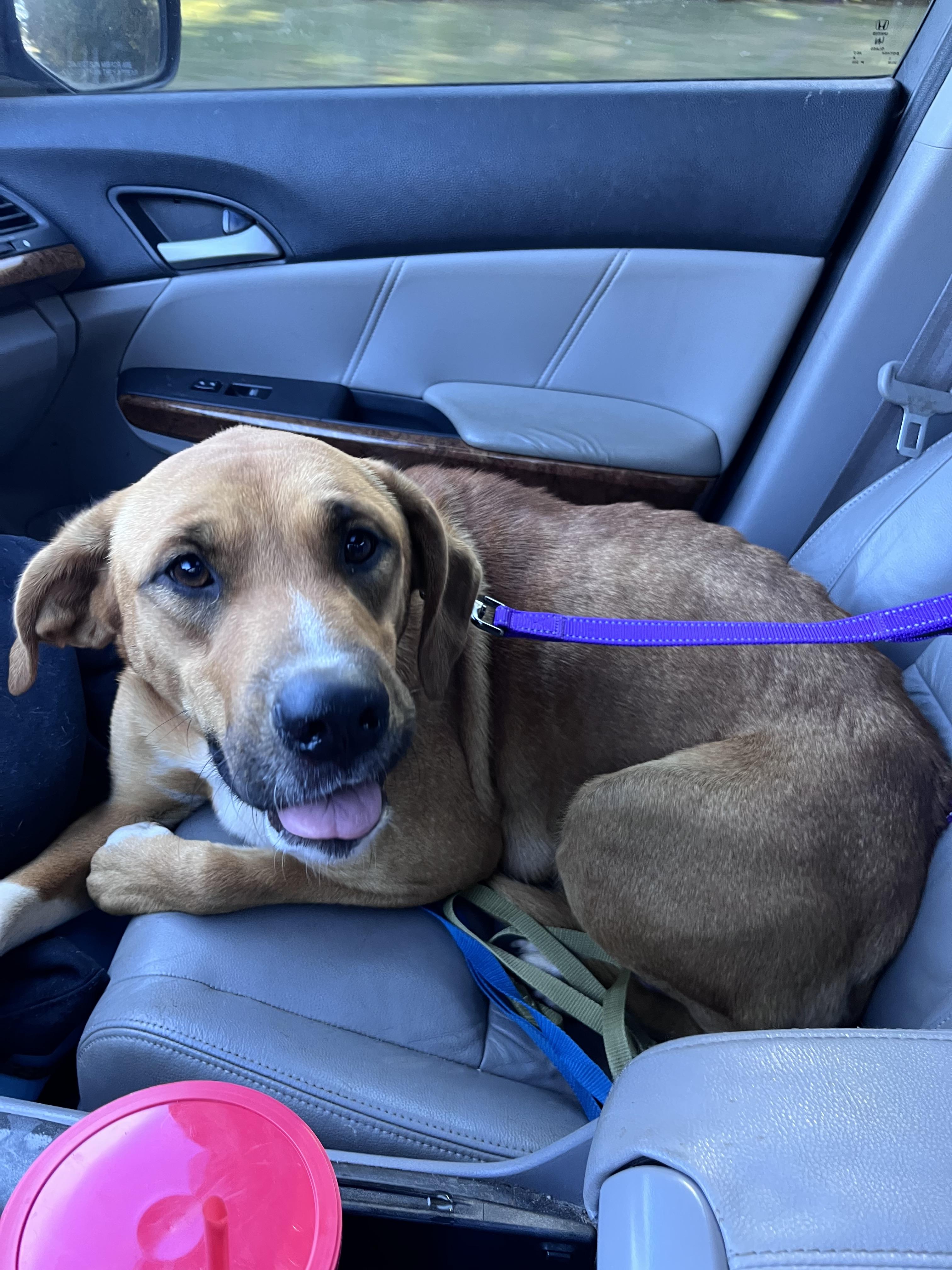 Zippy 409, Adoptable, Adult Female Saint Bernard & Labrador Retriever.