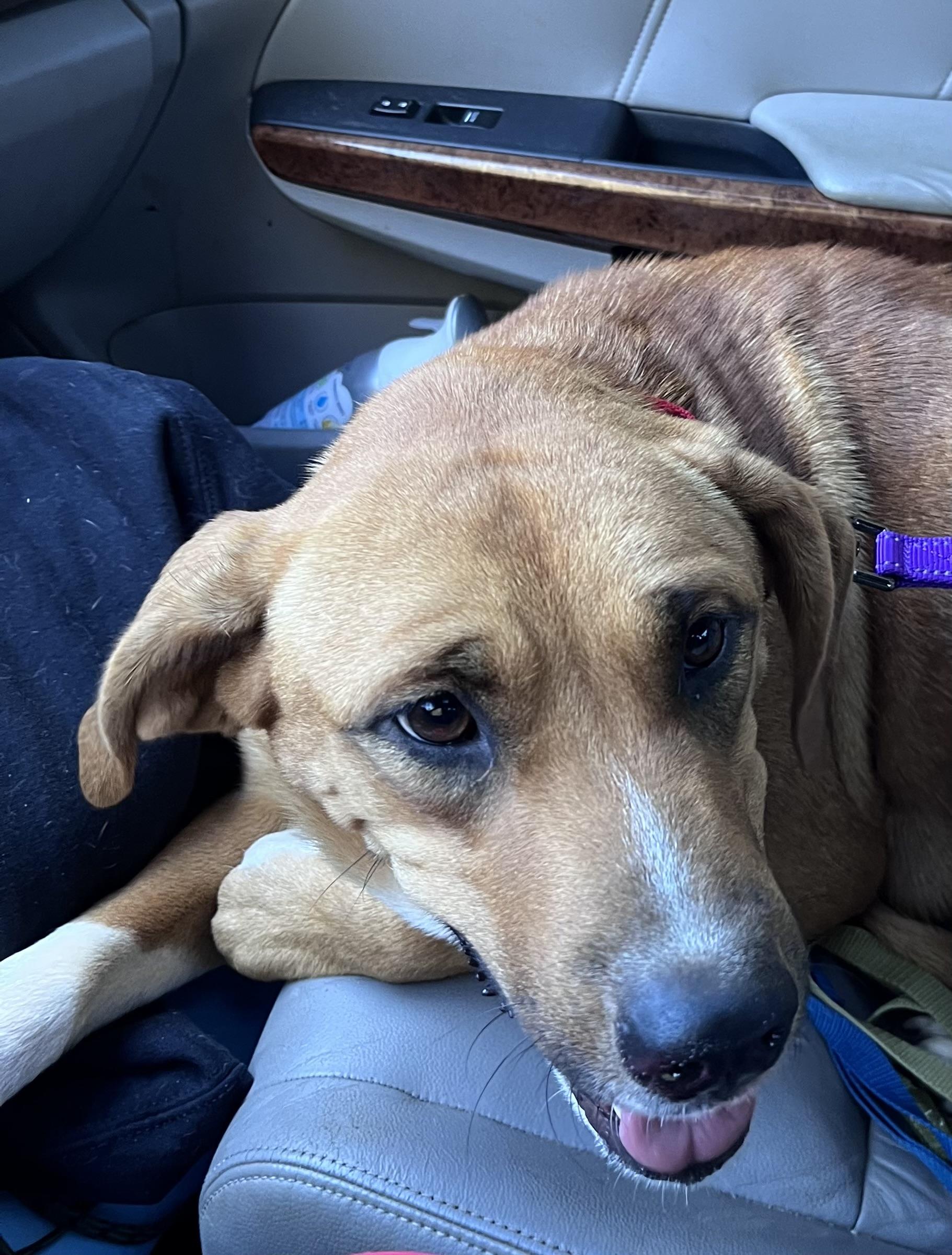 Zippy 409, a Adoptable mixed breed in Winder, GA image 2/3