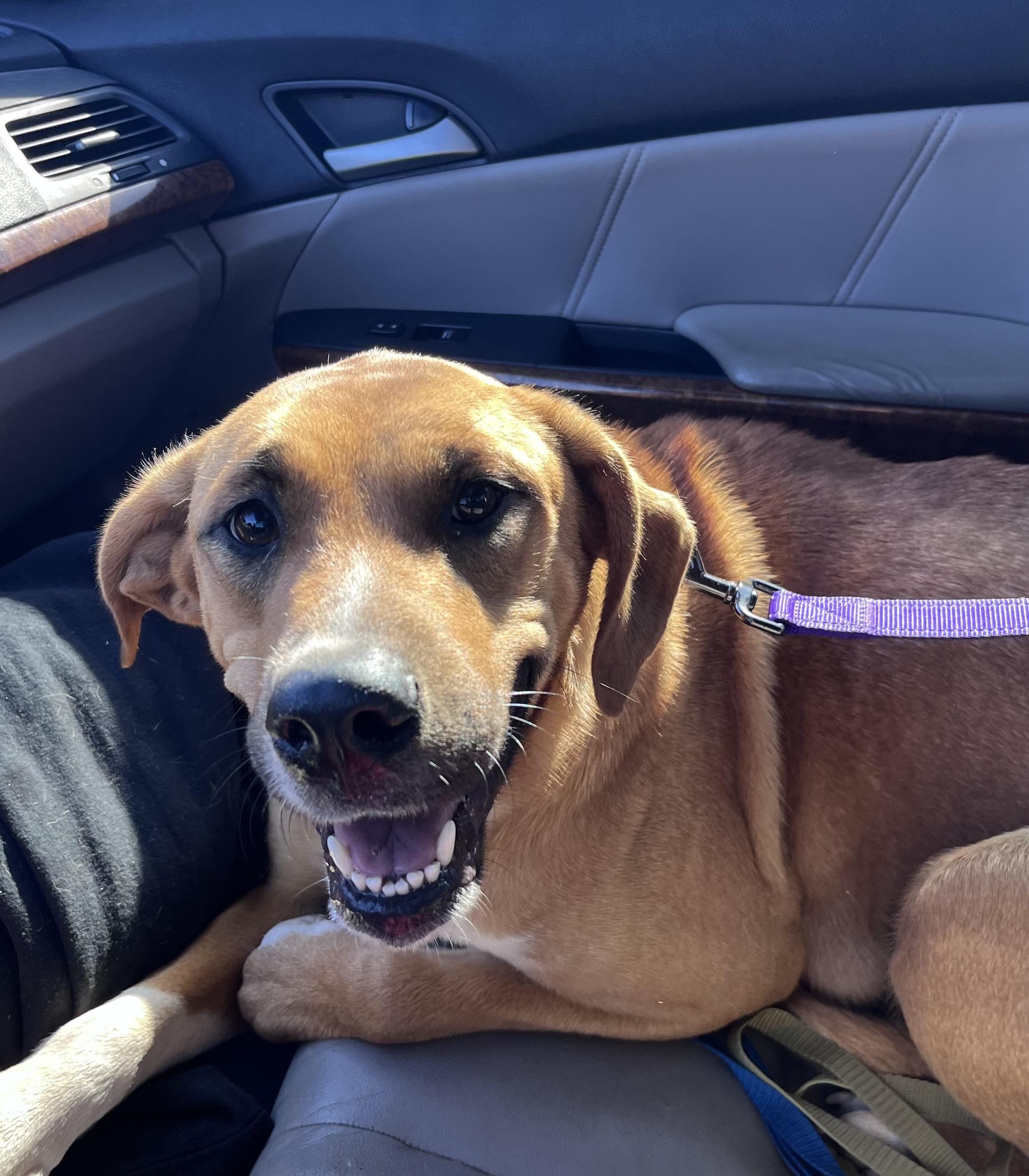 Zippy 409, a Adoptable mixed breed in Winder, GA image 3/3