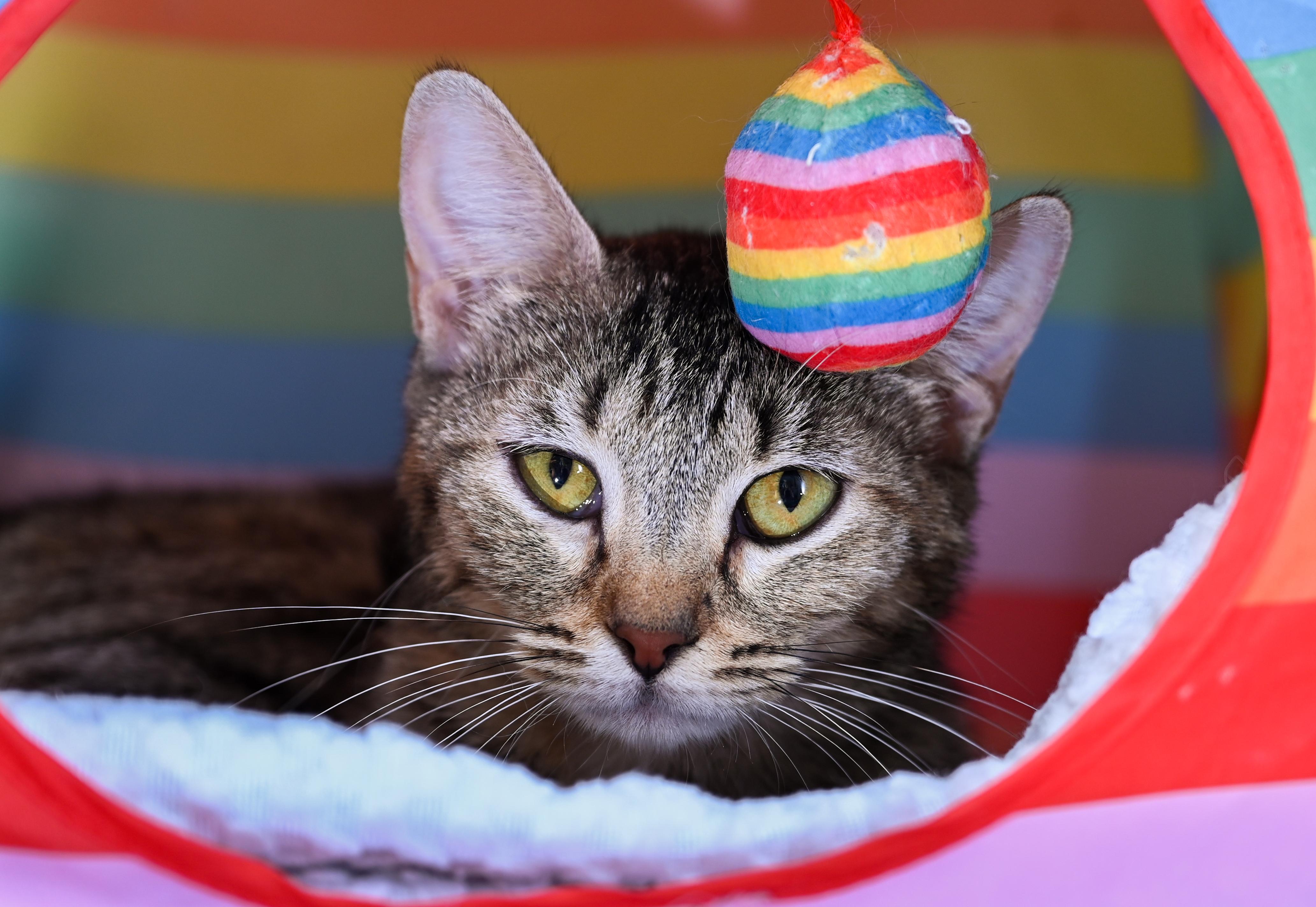 Enlarge Mama Taffy, a ADOPTABLE mixed breed in Chattanooga, TN image 1/4