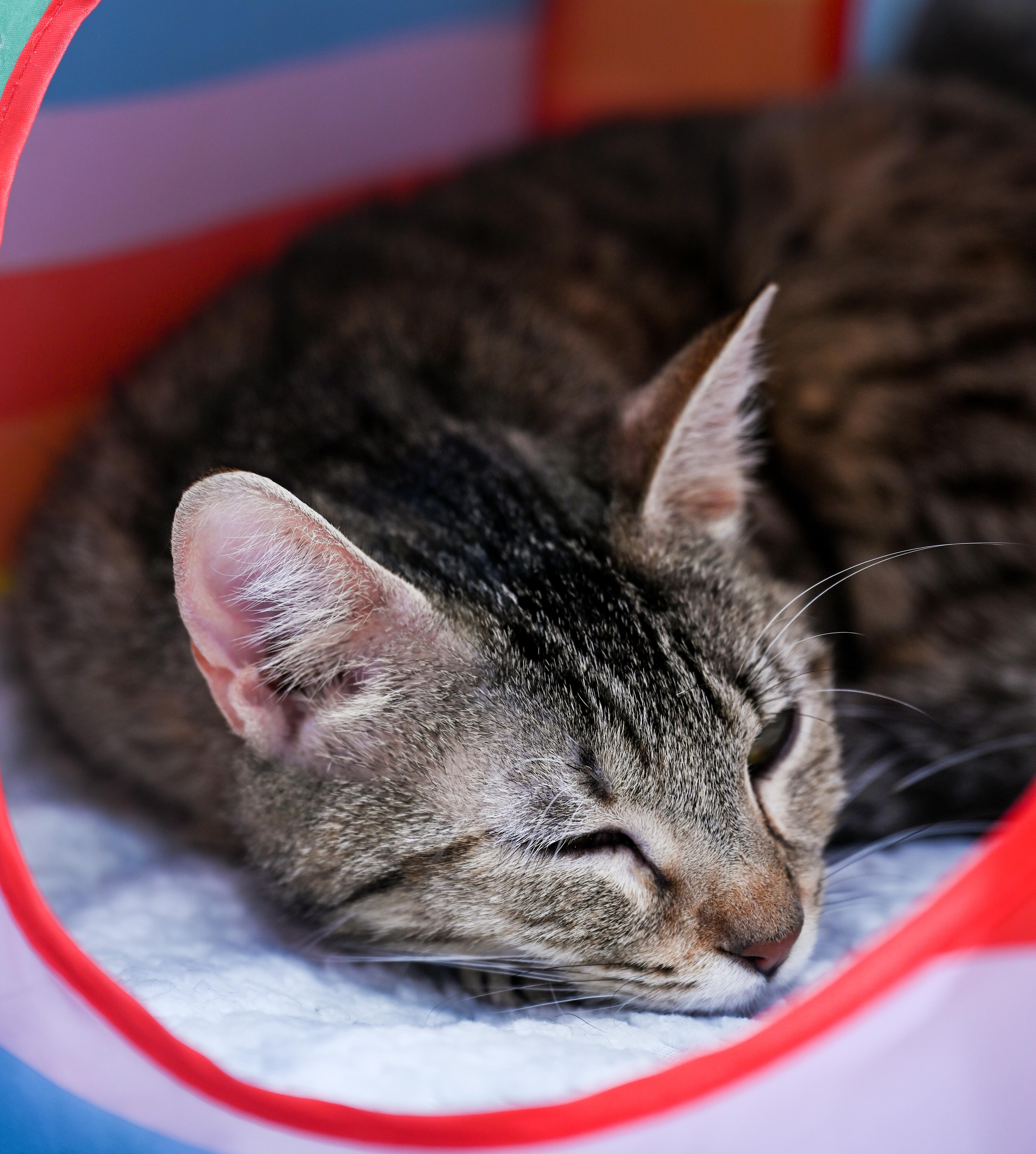 Enlarge Mama Taffy, a ADOPTABLE mixed breed in Chattanooga, TN image 2/4