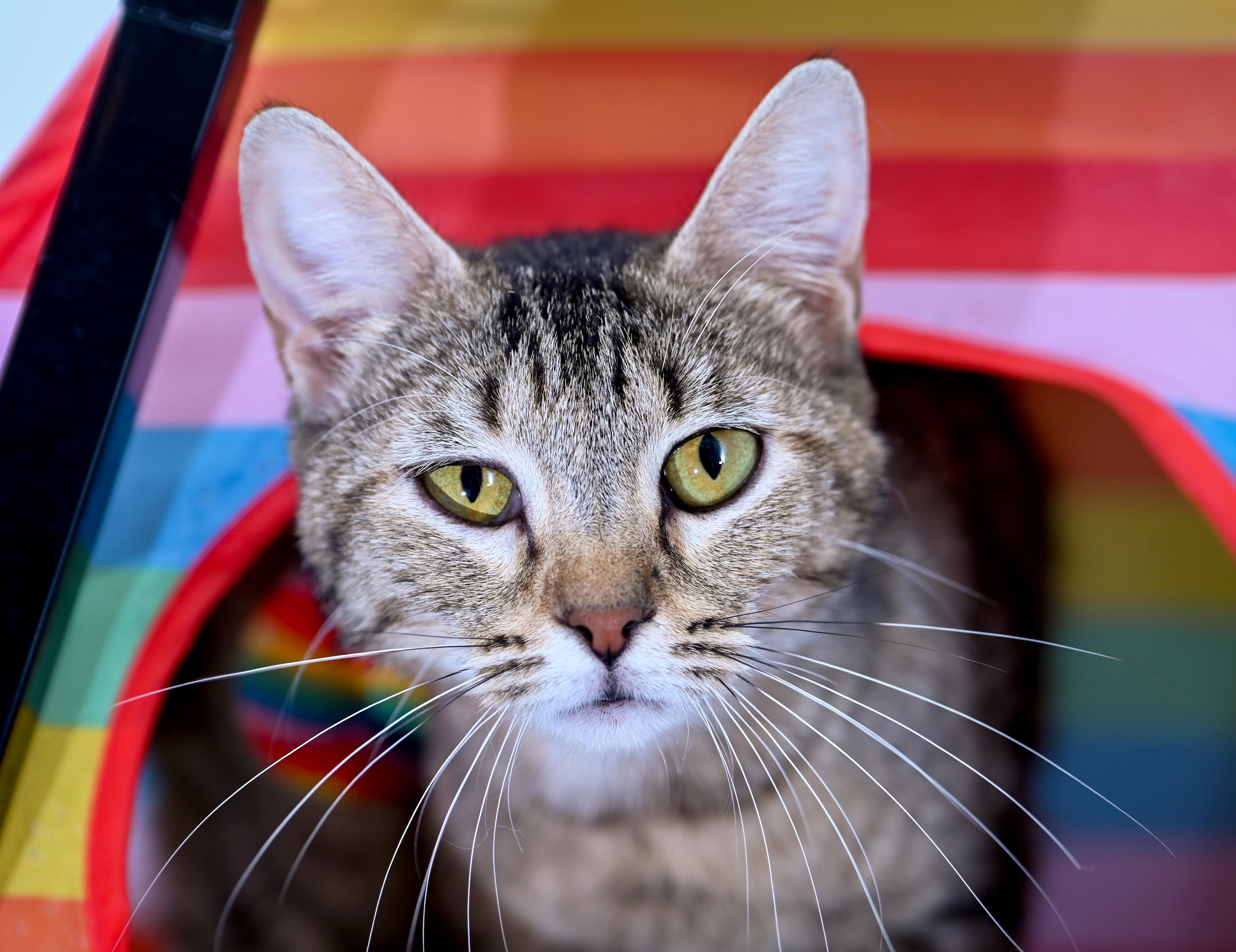 Enlarge Mama Taffy, a ADOPTABLE mixed breed in Chattanooga, TN image 4/4