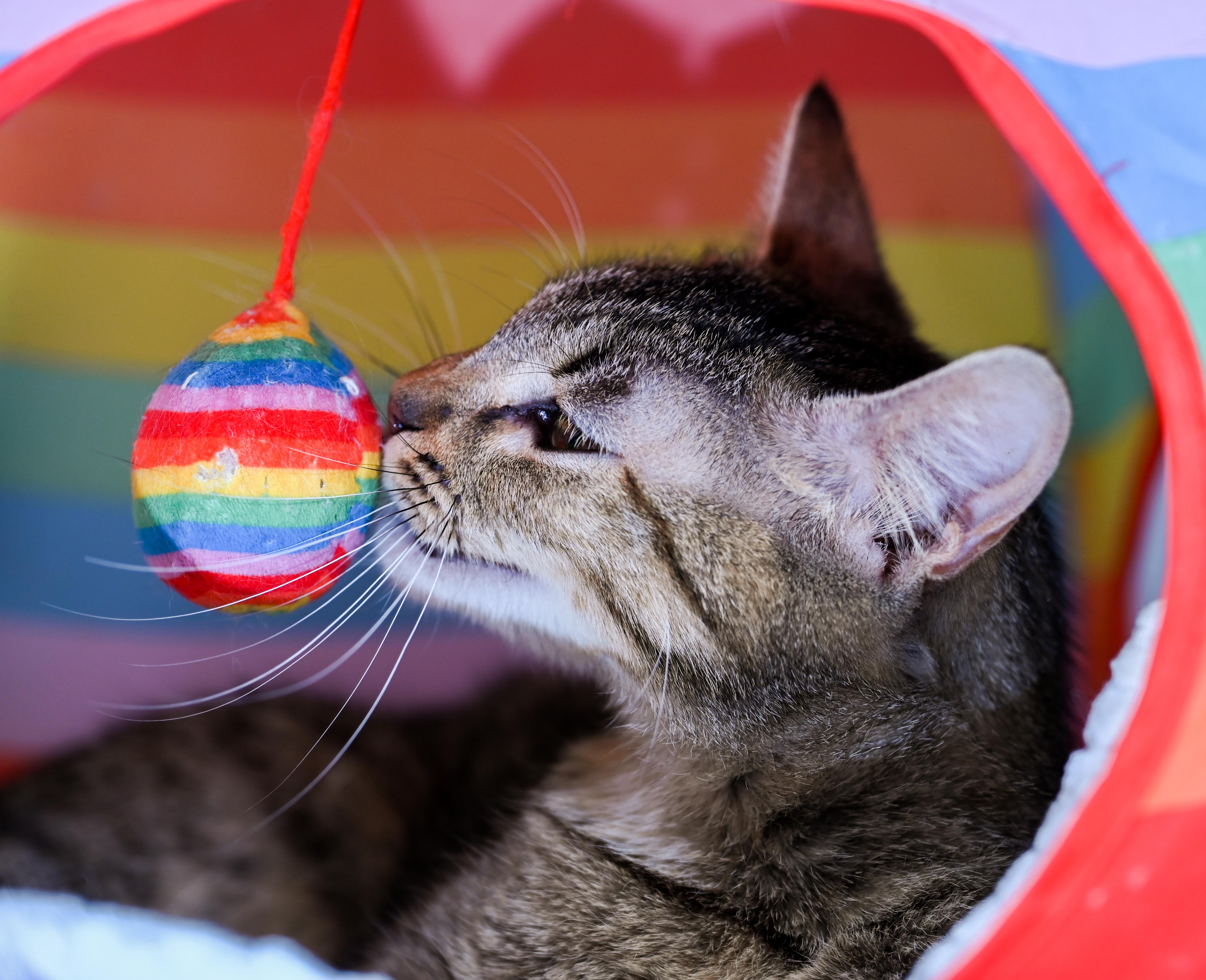 Enlarge Mama Taffy, a ADOPTABLE mixed breed in Chattanooga, TN image 3/4