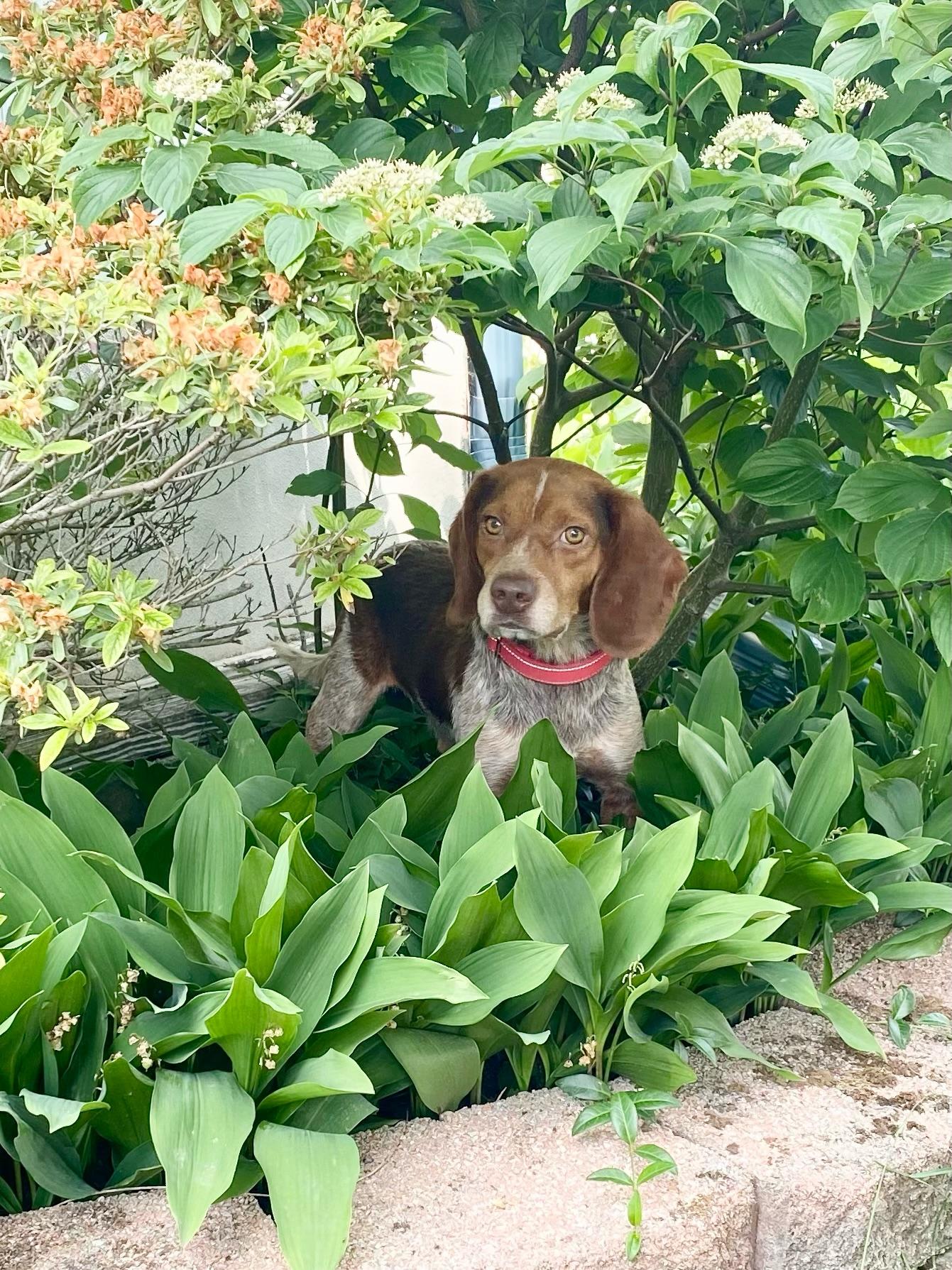 Red, a ADOPTABLE Beagle in Oswego, IL image 1/5