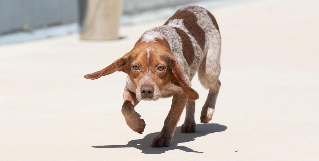 Red, a ADOPTABLE Beagle in Oswego, IL image 3/5
