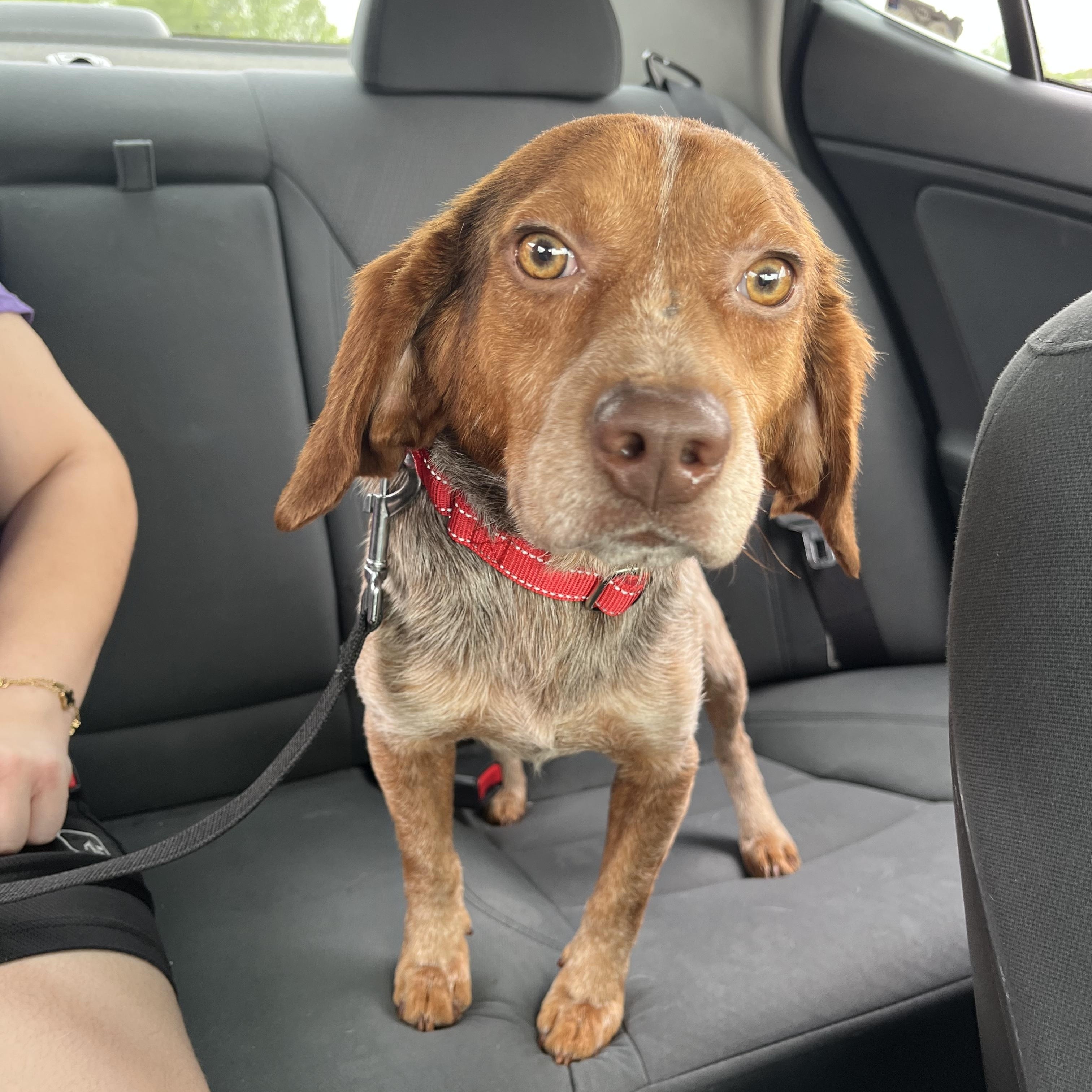 Red, a ADOPTABLE Beagle in Oswego, IL image 5/5