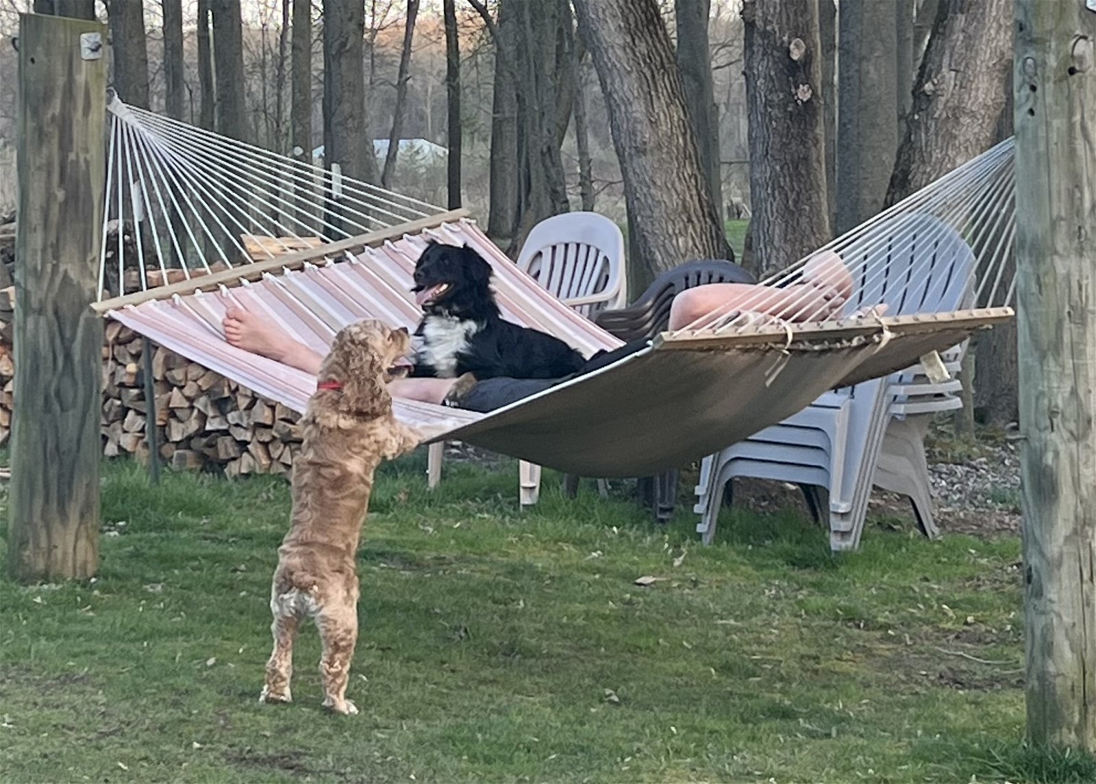 Enlarge Barry Bear, a Adopted Cocker Spaniel in Livonia, MI image 2/4