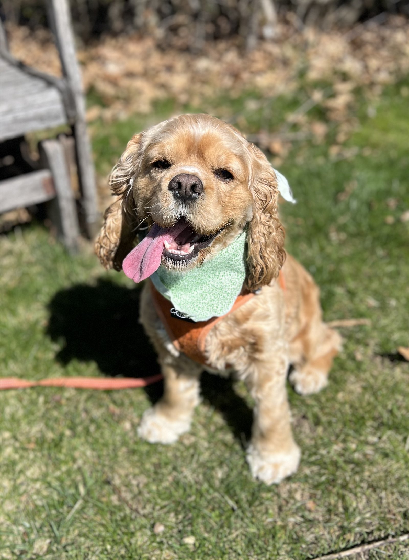 Enlarge Barry Bear, a Adopted Cocker Spaniel in Livonia, MI image 3/4