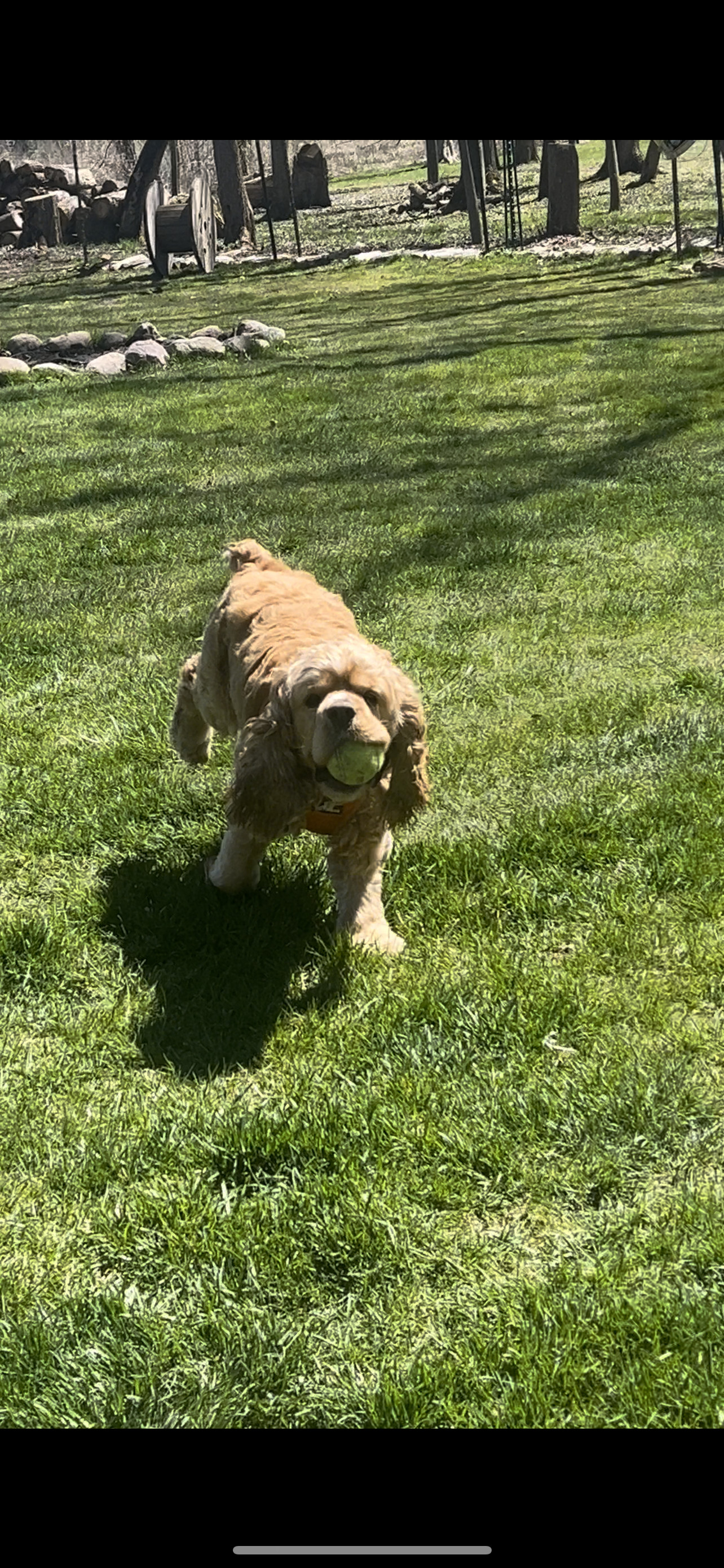 Enlarge Barry Bear, a Adopted Cocker Spaniel in Livonia, MI image 4/4