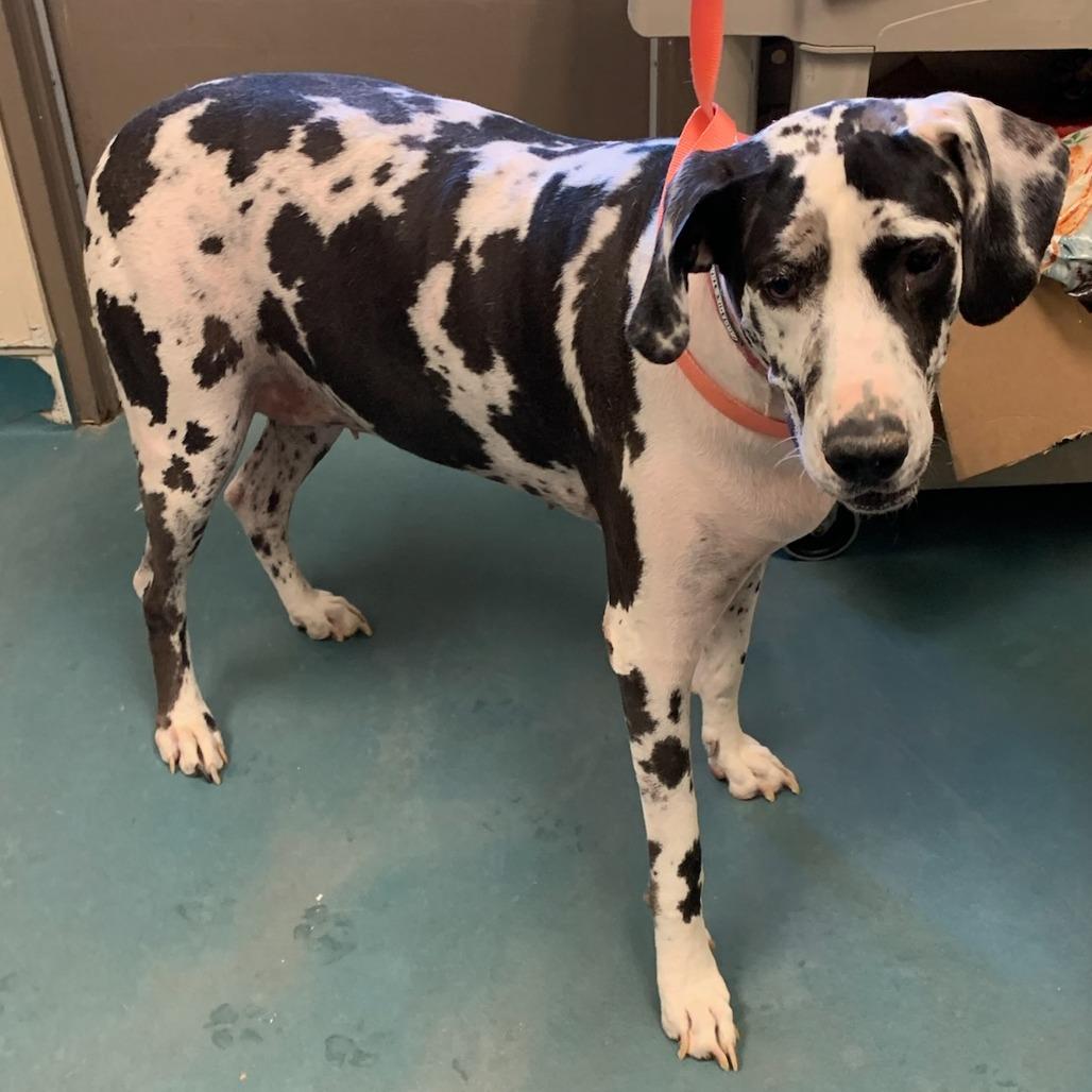 Enlarge ZOEY, a Adoptable Great Dane in Memphis, TN image 1/1