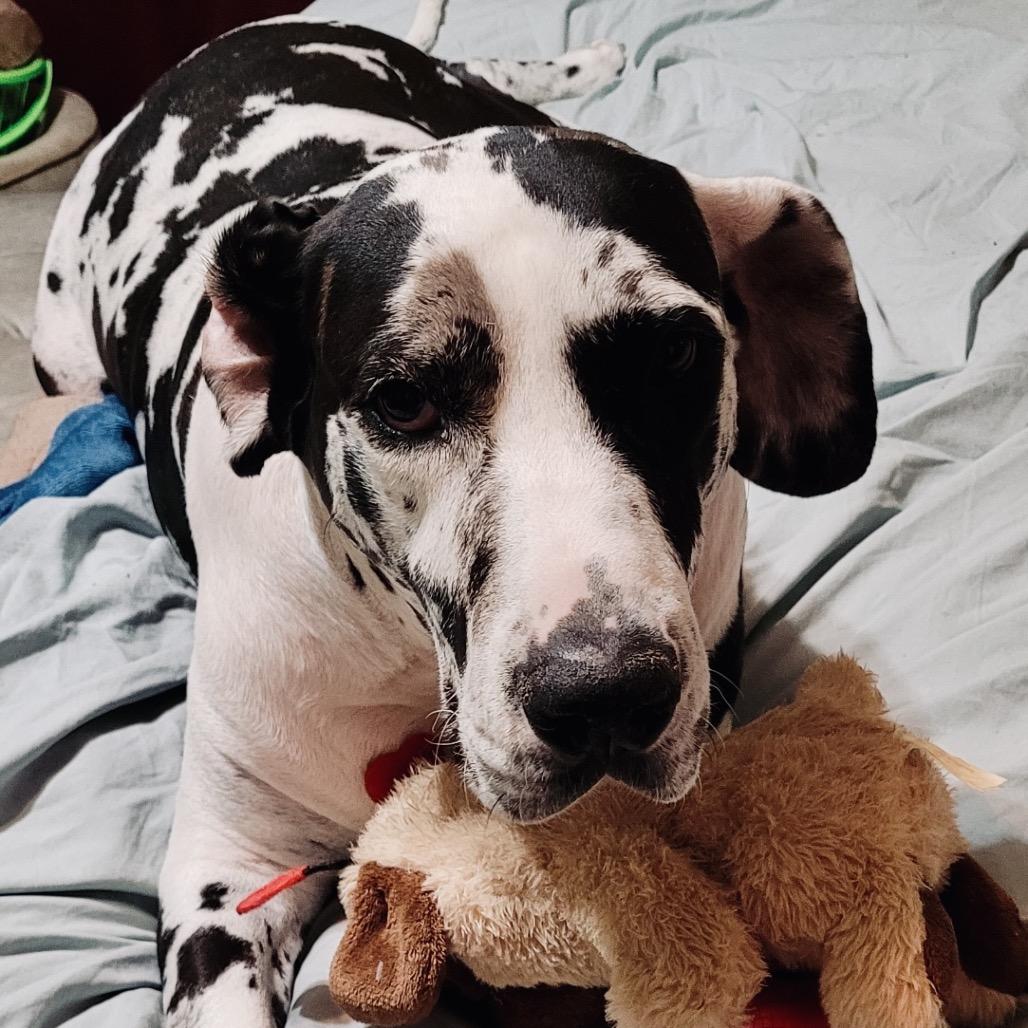 Enlarge ZOEY, a Adoptable Great Dane in Memphis, TN image 2/3