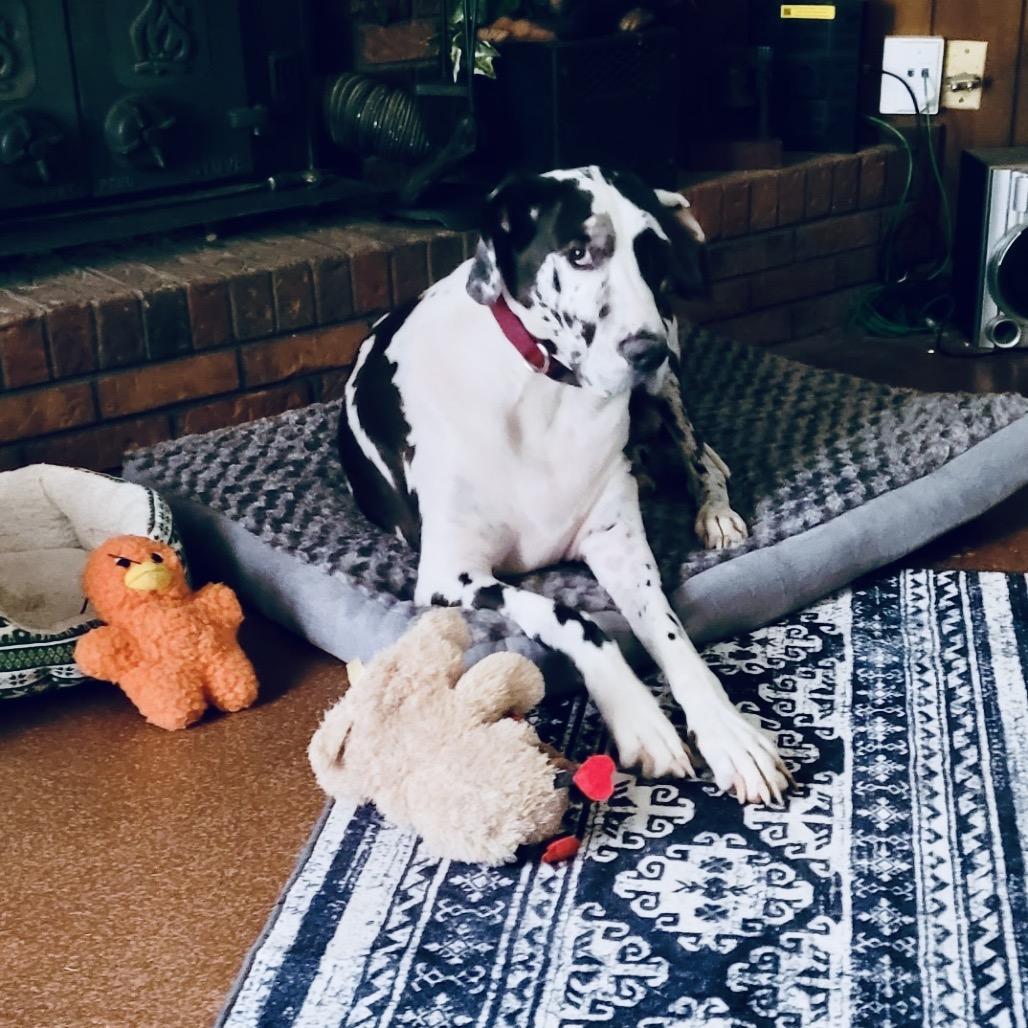 Enlarge ZOEY, a Adoptable Great Dane in Memphis, TN image 3/3