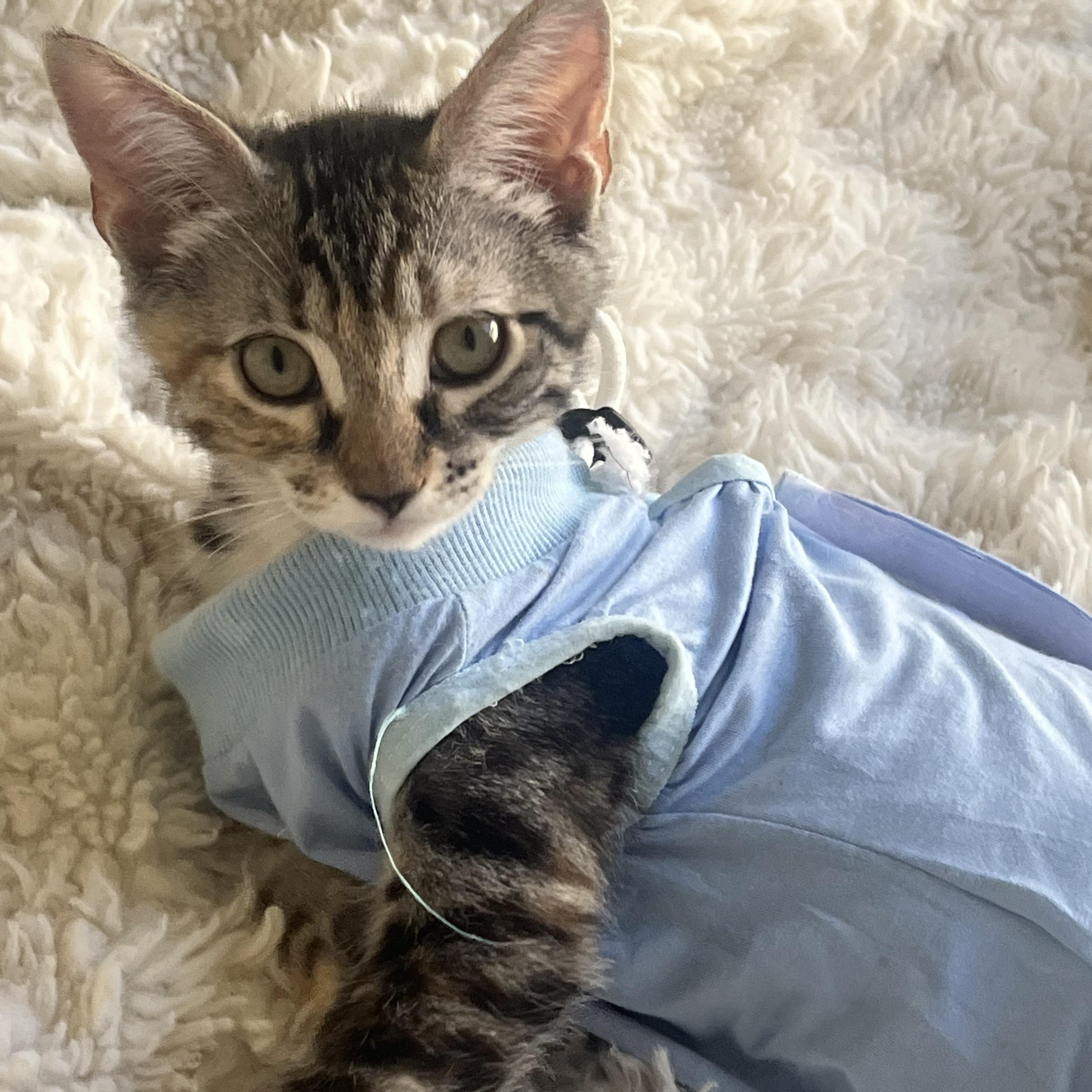 Enlarge Winky, a ADOPTABLE Domestic Short Hair in Davis, CA image 3/6