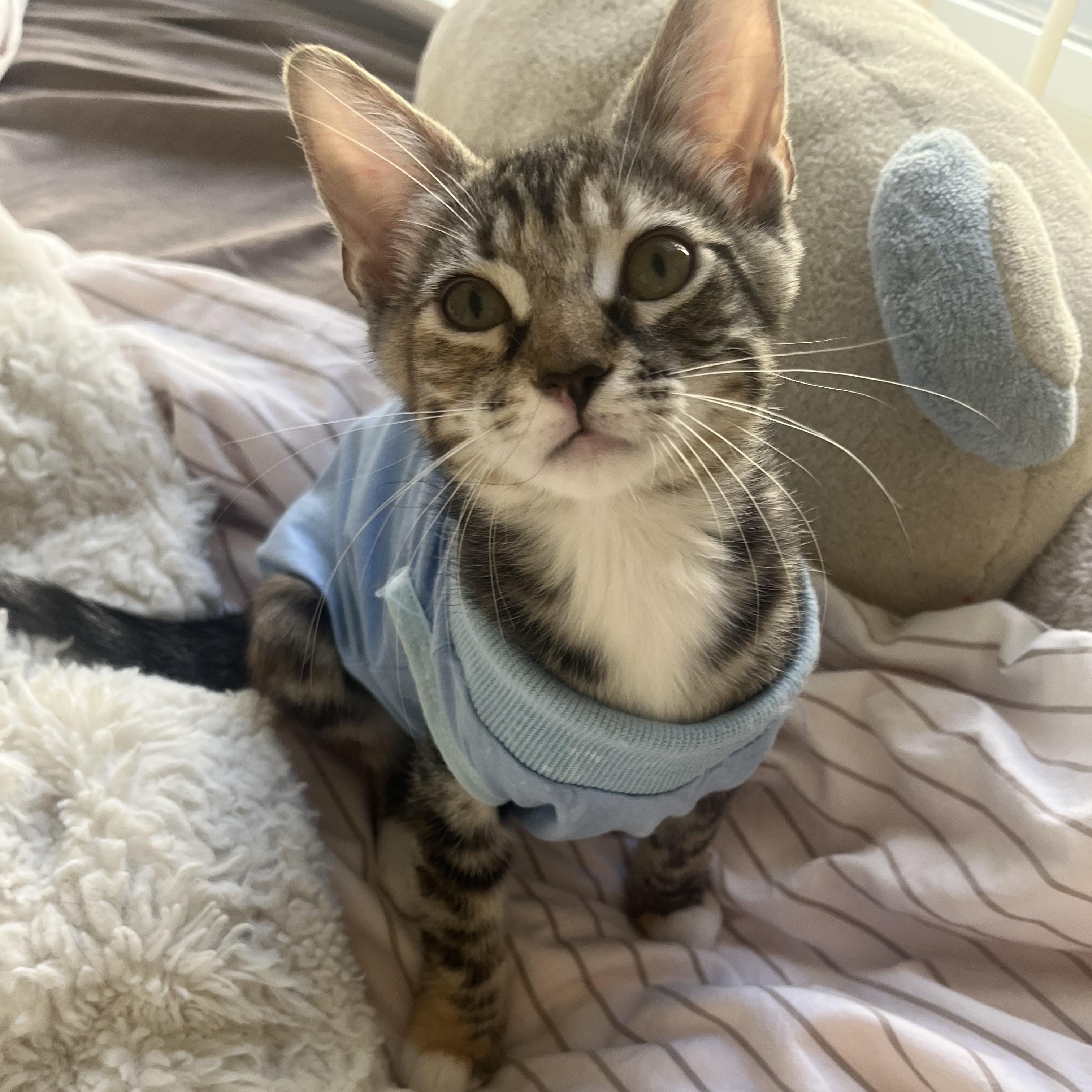 Winky, ADOPTABLE, Kitten Female Domestic Short Hair.