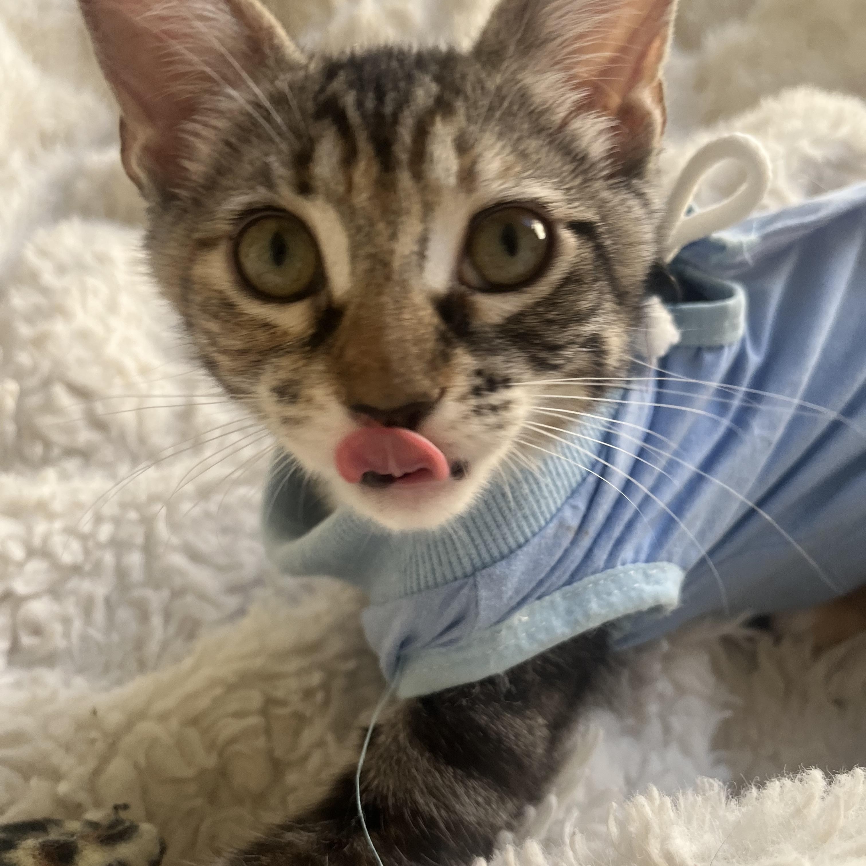 Enlarge Winky, a ADOPTABLE Domestic Short Hair in Davis, CA image 2/6