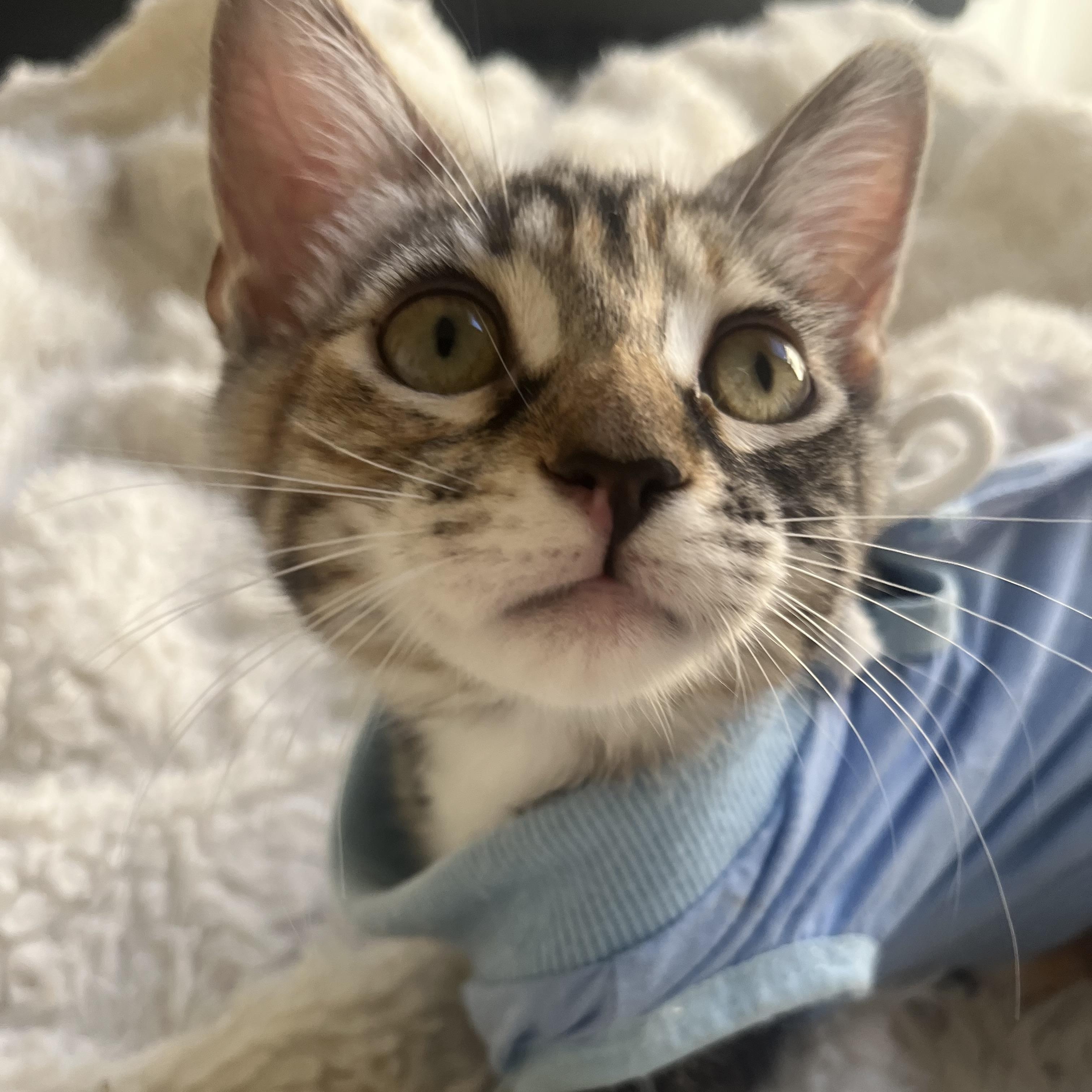 Enlarge Winky, a ADOPTABLE Domestic Short Hair in Davis, CA image 5/6