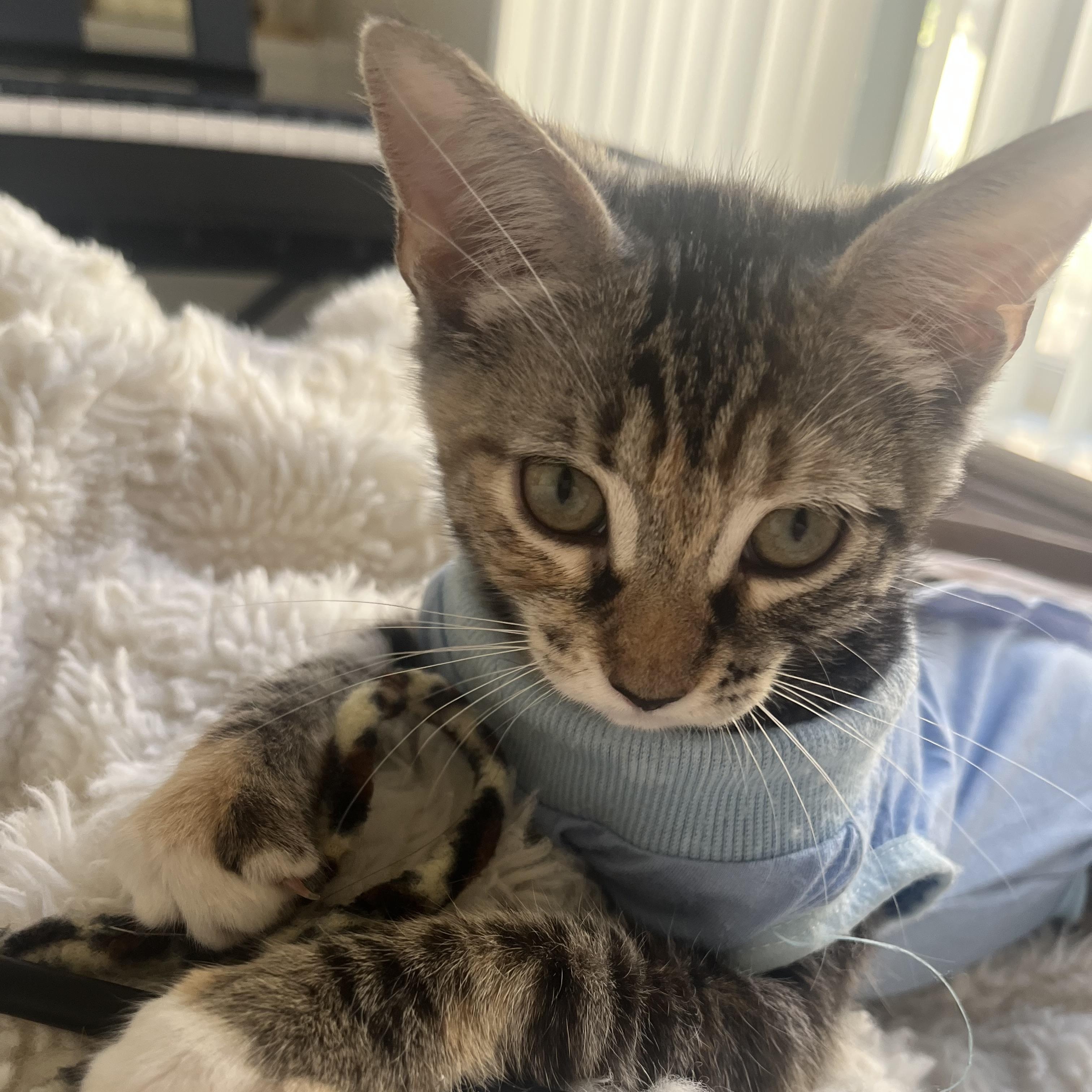 Enlarge Winky, a ADOPTABLE Domestic Short Hair in Davis, CA image 4/6