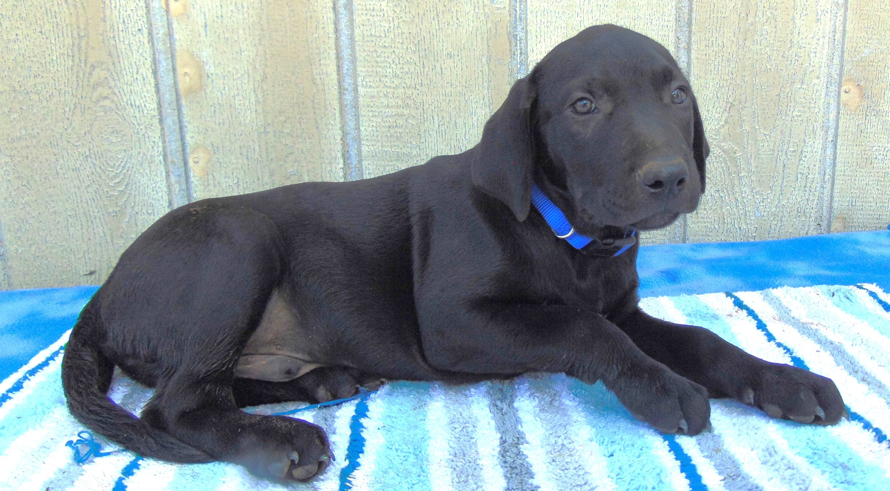 BINGO, Adopted, Puppy Male Black Labrador Retriever.