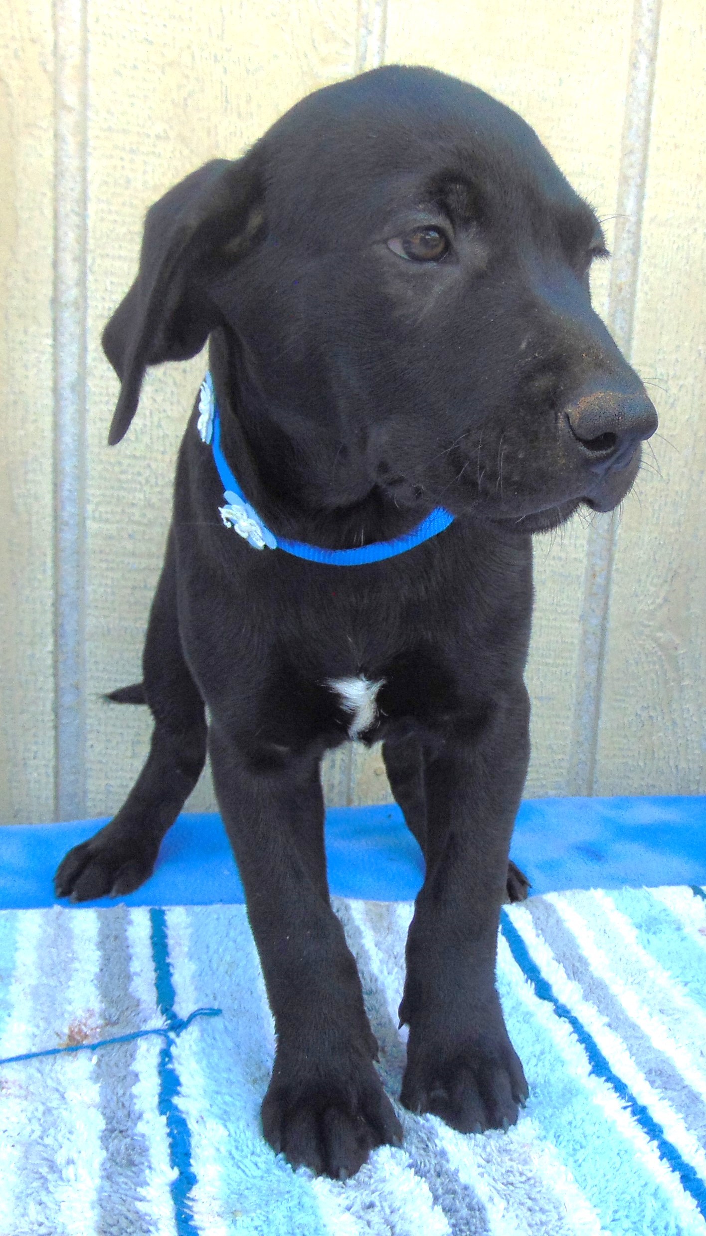 Enlarge BINGO, a Adopted Black Labrador Retriever in San Antonio, TX image 3/3