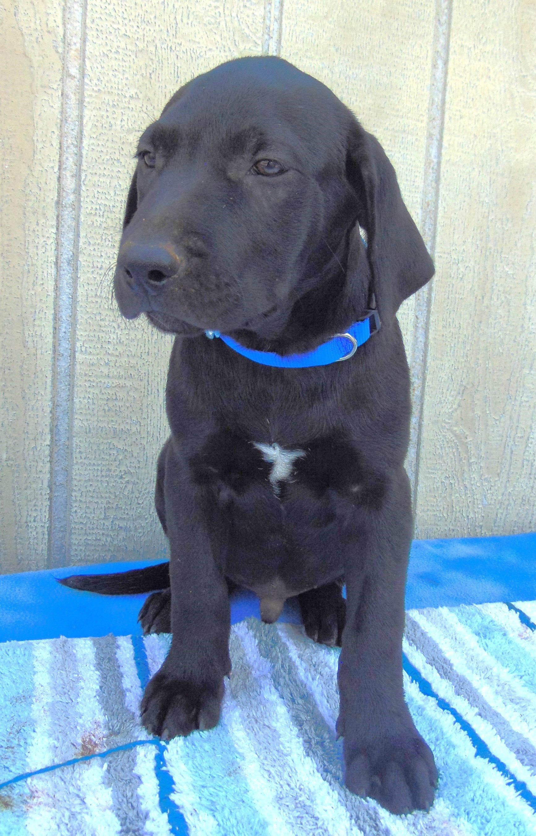 Enlarge BINGO, a Adopted Black Labrador Retriever in San Antonio, TX image 2/3