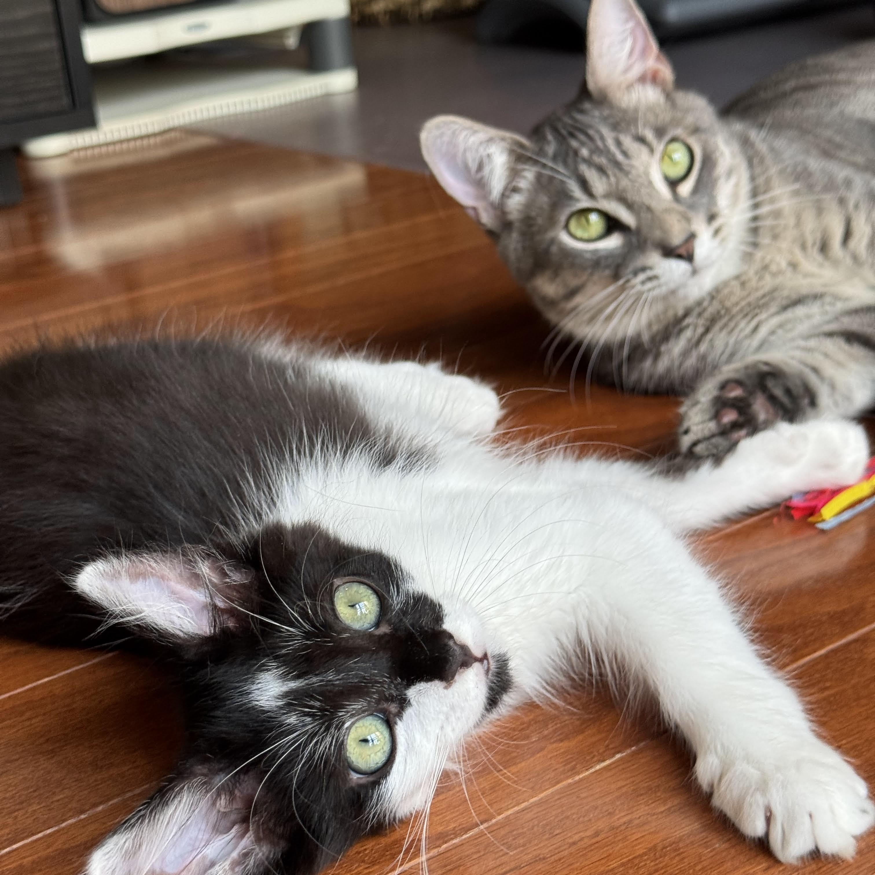 Enlarge Sassy and Ringo, a Adopted Domestic Medium Hair in Mauldin, SC image 2/4