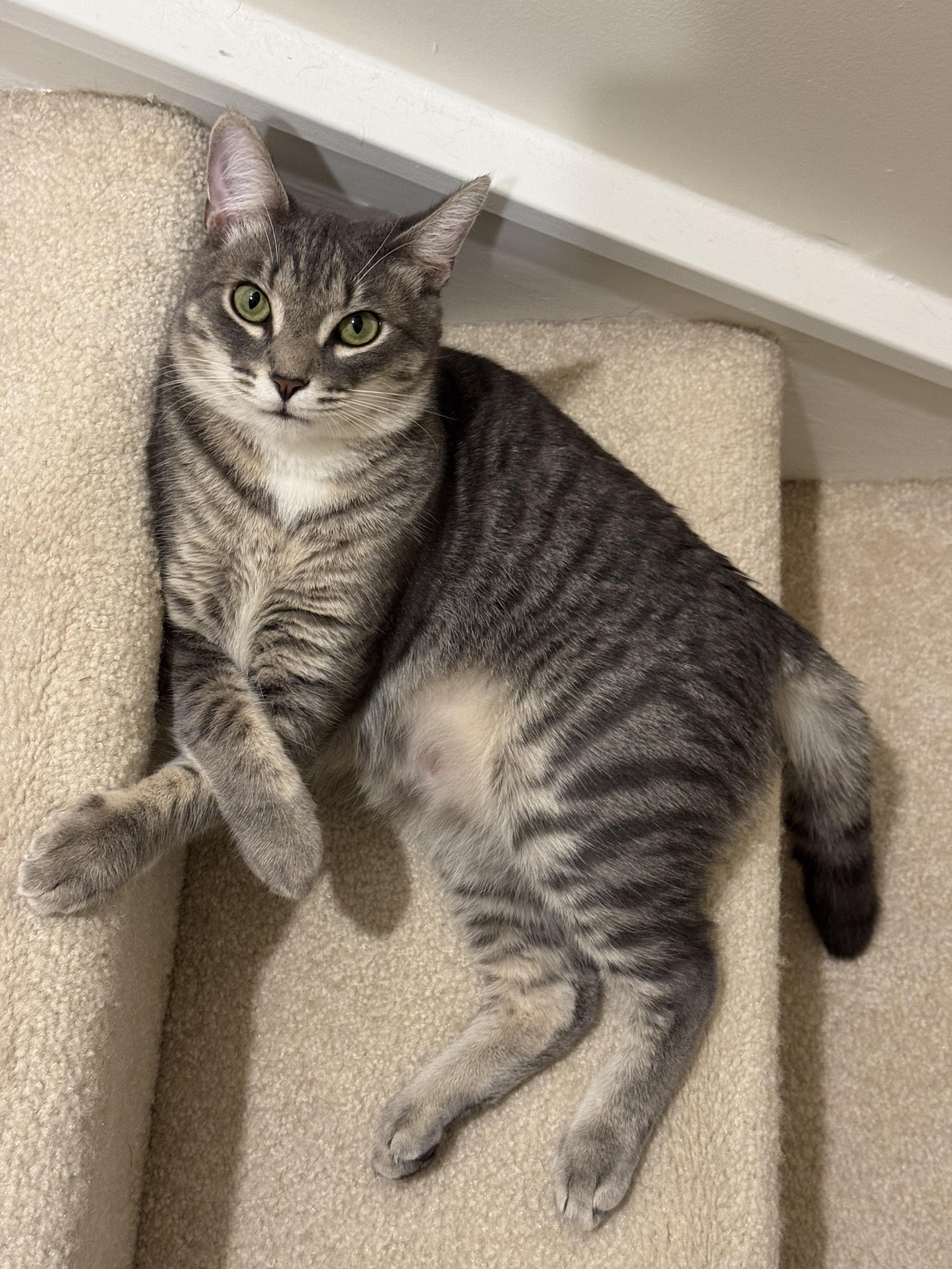 Enlarge Sassy and Ringo, a Adopted Domestic Medium Hair in Mauldin, SC image 4/4