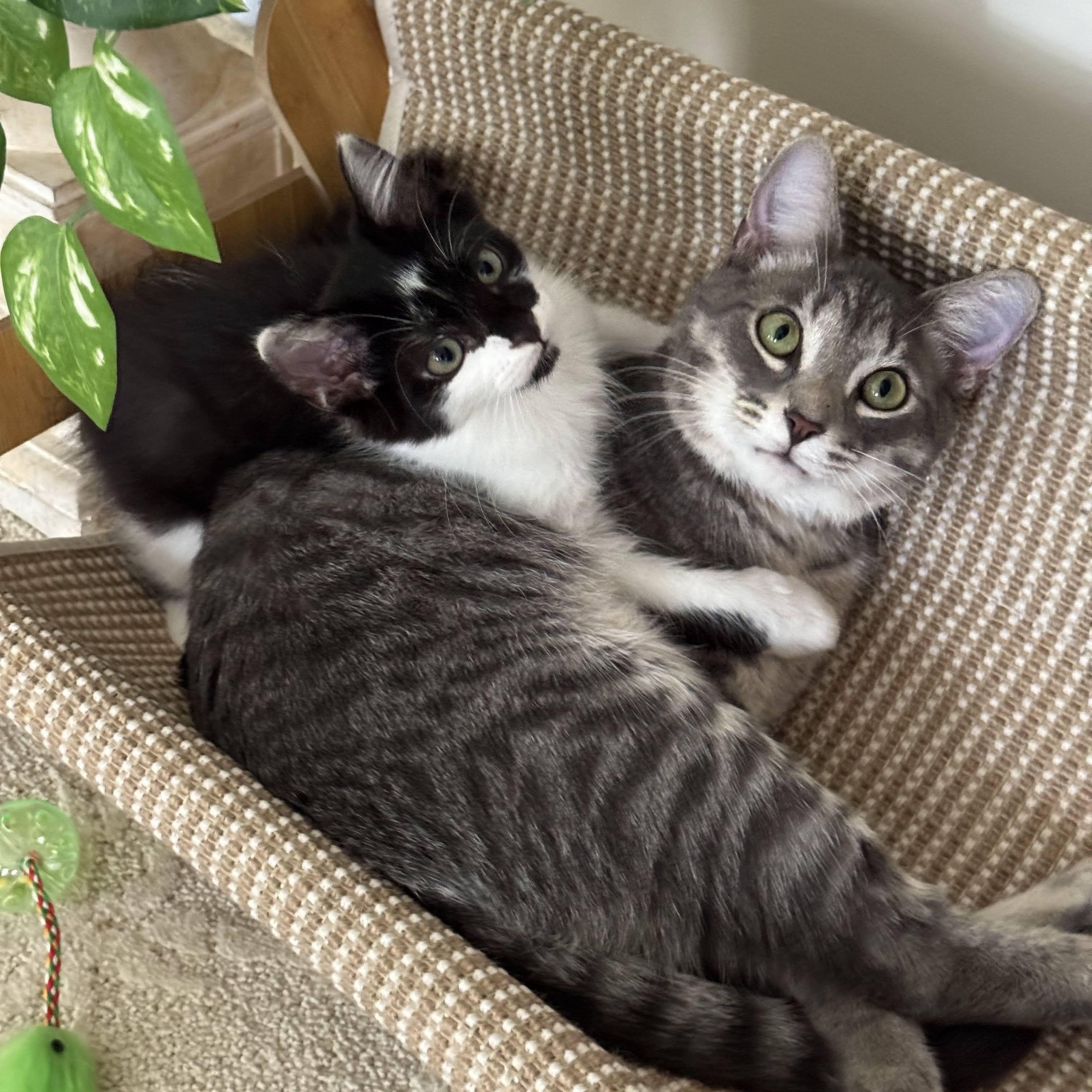 Enlarge Sassy and Ringo, a Adopted Domestic Medium Hair in Mauldin, SC image 3/4