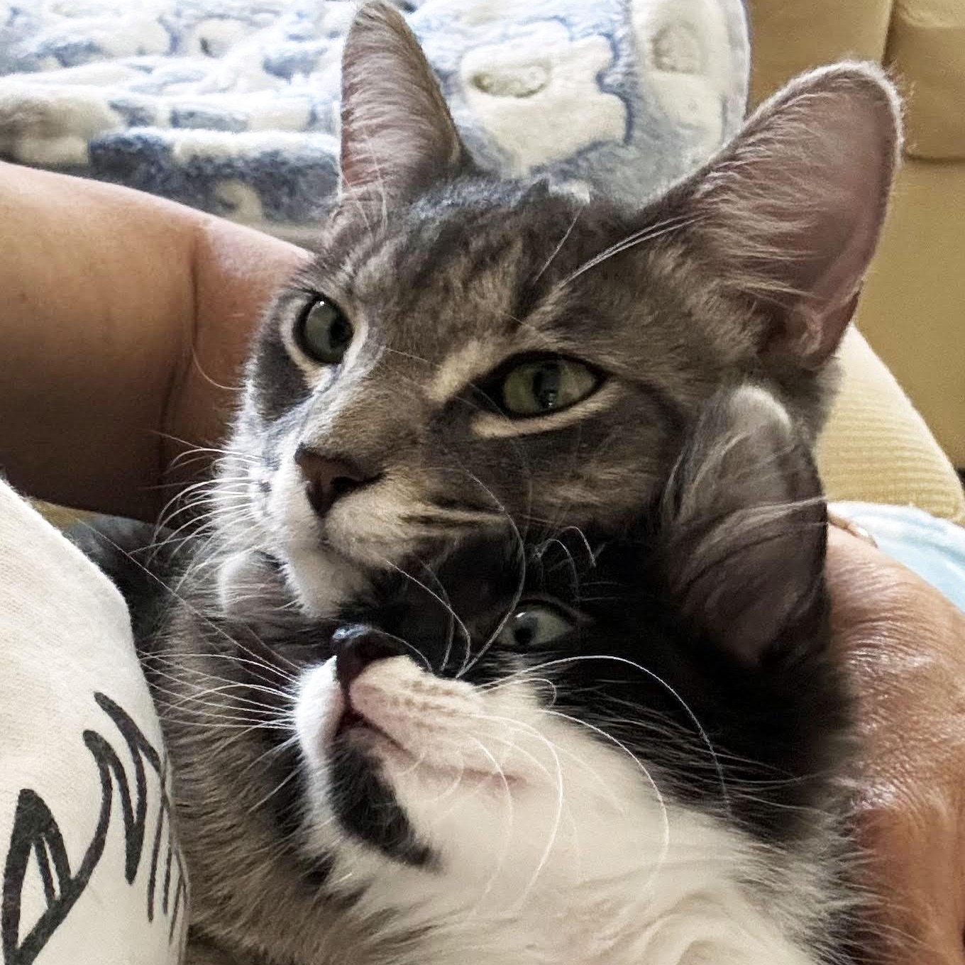 Sassy and Ringo, Adopted, Kitten Female Domestic Medium Hair.