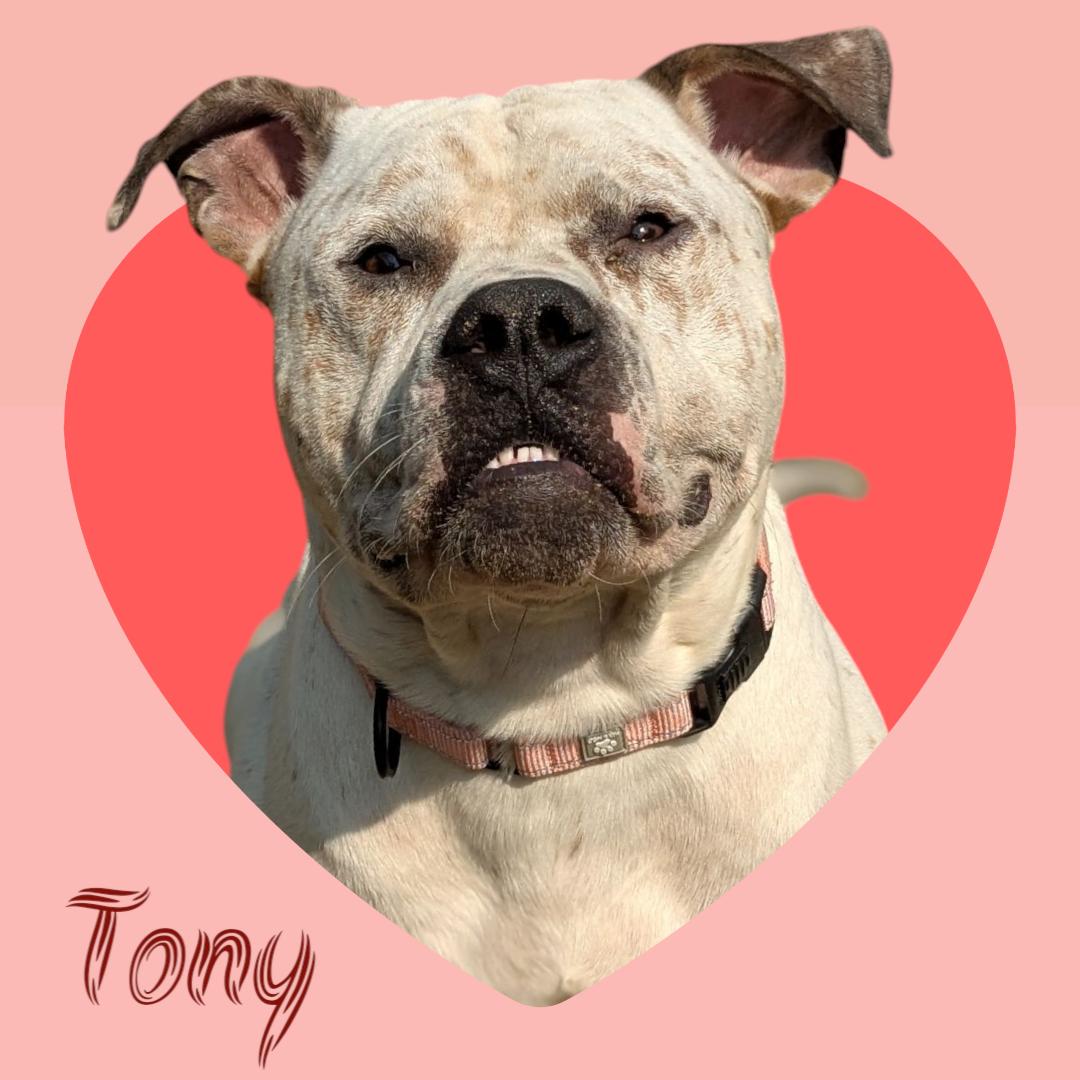 Tony