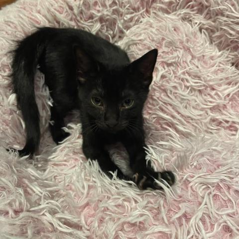Bandersnatch, an adoptable Domestic Short Hair in Davie, FL_image-1