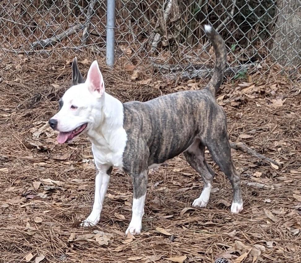 Enlarge Lillie, a Adoptable mixed breed in Little Rock, AR image 1/2