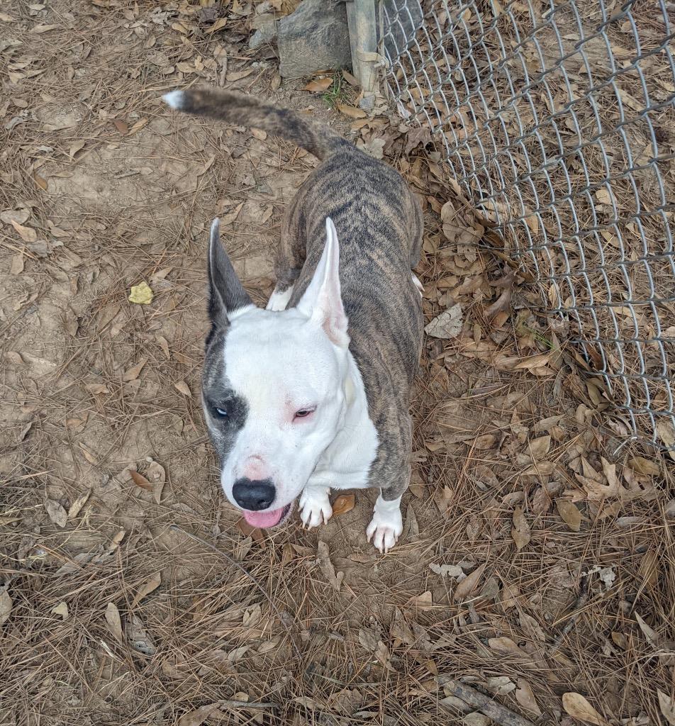 Enlarge Lillie, a Adoptable mixed breed in Little Rock, AR image 2/2