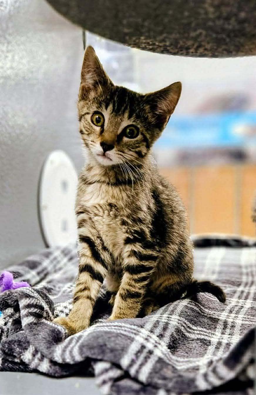 Zeke, adopted, Young Male Domestic Short Hair.