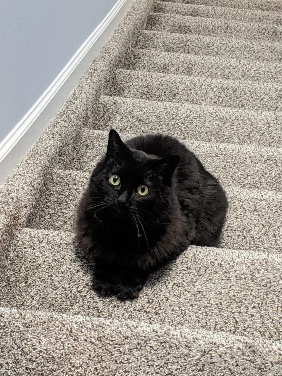 **PLEASE READ FULL DESCRIPTION** Owl