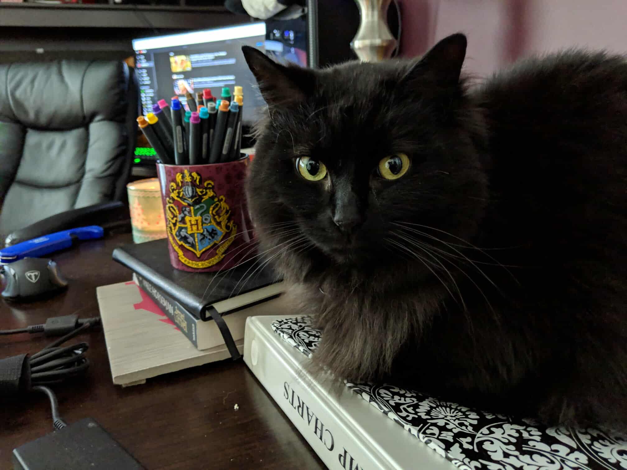 **PLEASE READ FULL DESCRIPTION** Owl