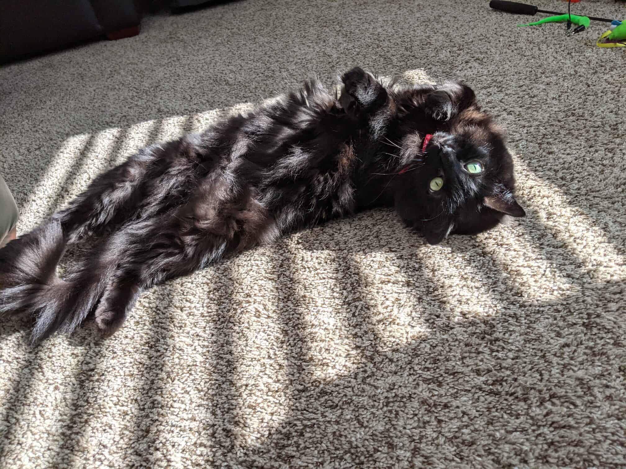 **PLEASE READ FULL DESCRIPTION** Owl