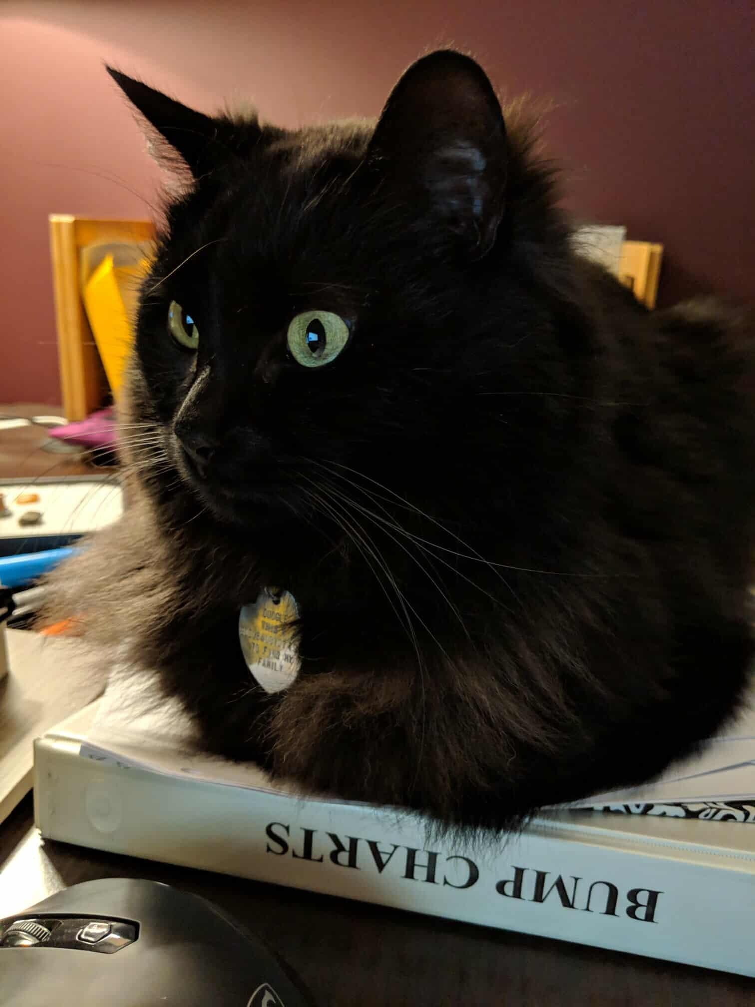 **PLEASE READ FULL DESCRIPTION** Owl