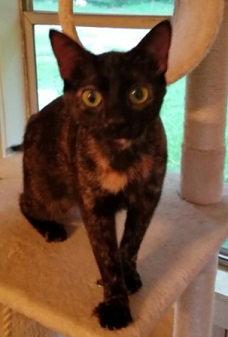 Enlarge Kiki, a Adoptable mixed breed in Pineville, LA image 1/2